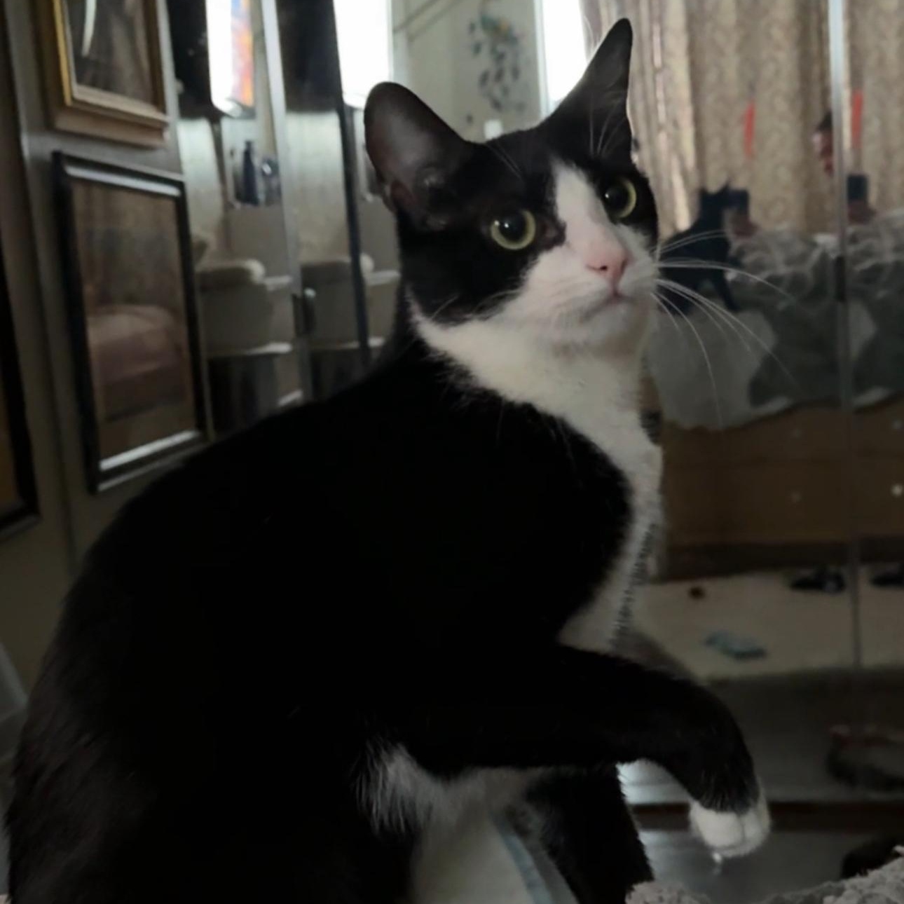 Abby, Adoptable, Young Female Domestic Short Hair.