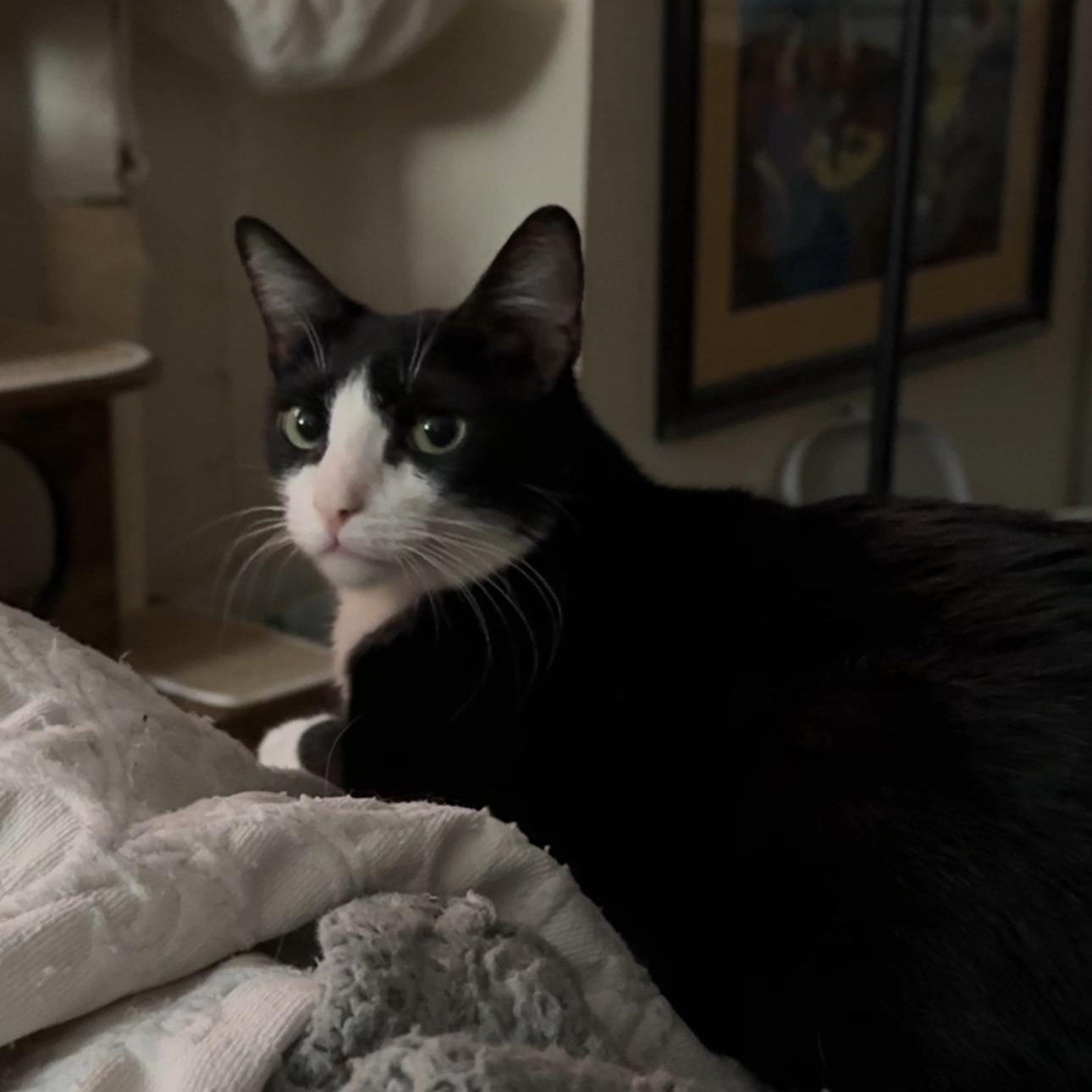 Abby, a Adoptable mixed breed in New york, NY image 2/2