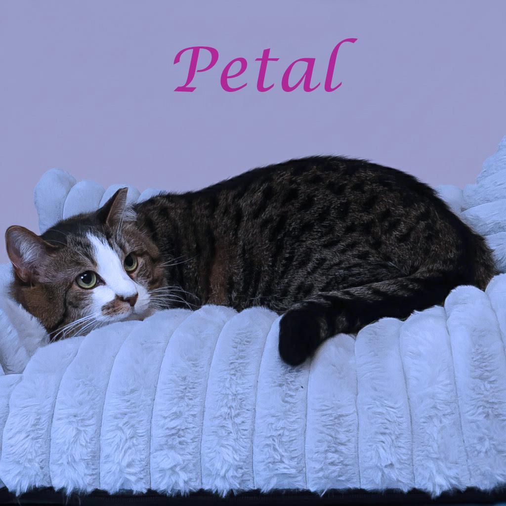 Petal C20-291, Adoptable, Adult Female Domestic Short Hair.