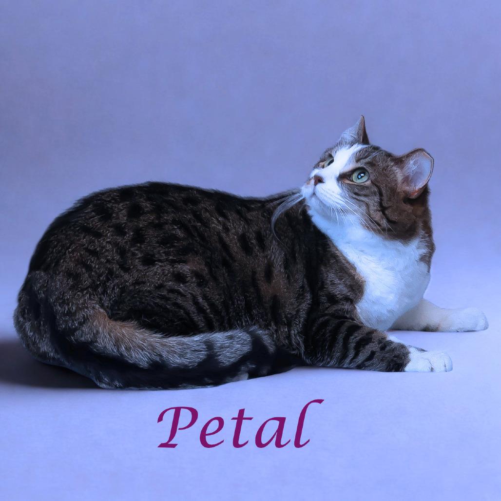 Enlarge Petal C20-291, a Adoptable mixed breed in Lebanon, TN image 2/6