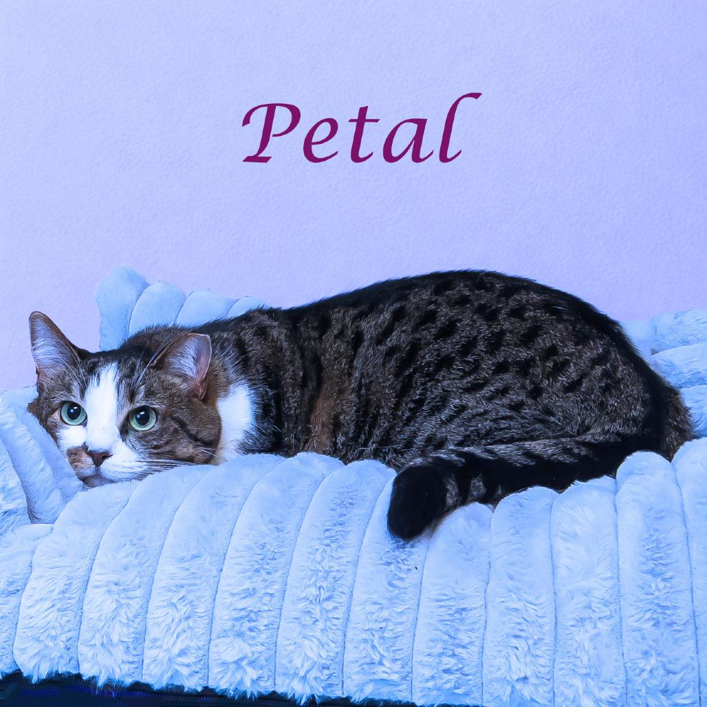 Enlarge Petal C20-291, a Adoptable mixed breed in Lebanon, TN image 3/6