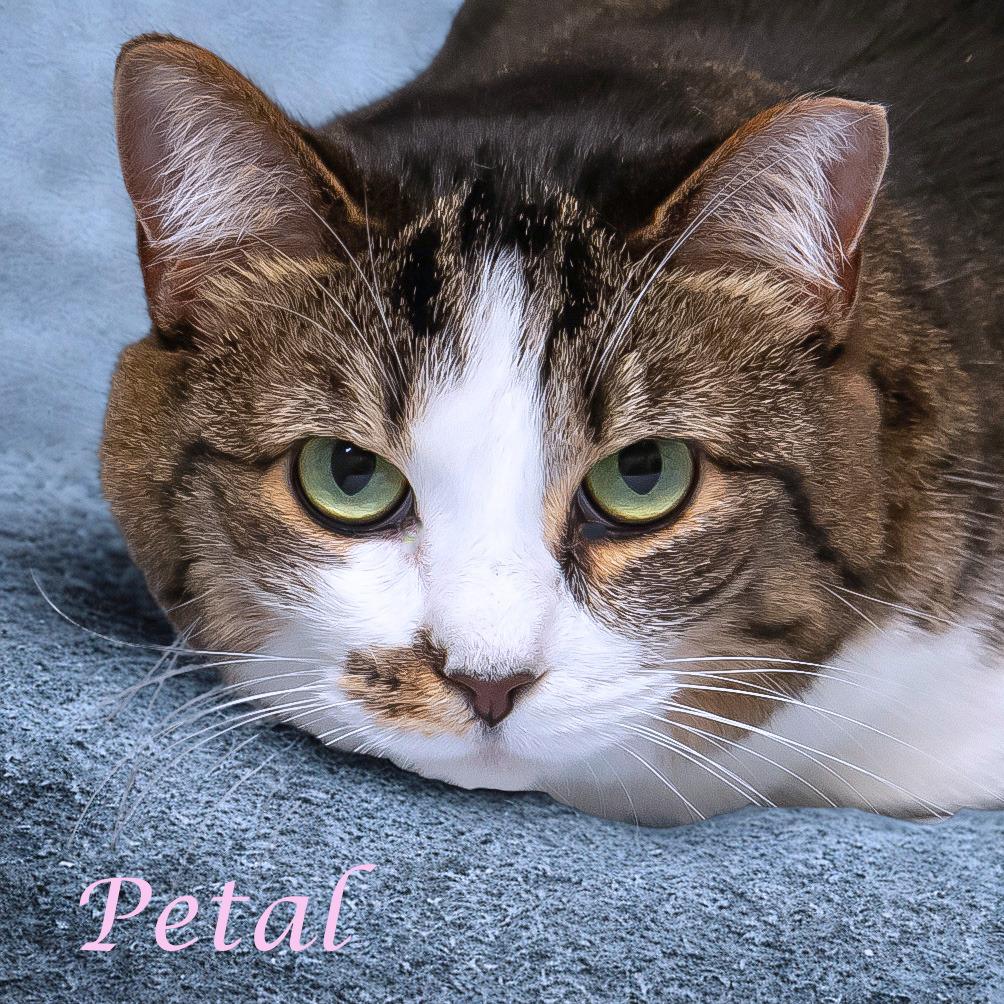 Enlarge Petal C20-291, a Adoptable mixed breed in Lebanon, TN image 4/6