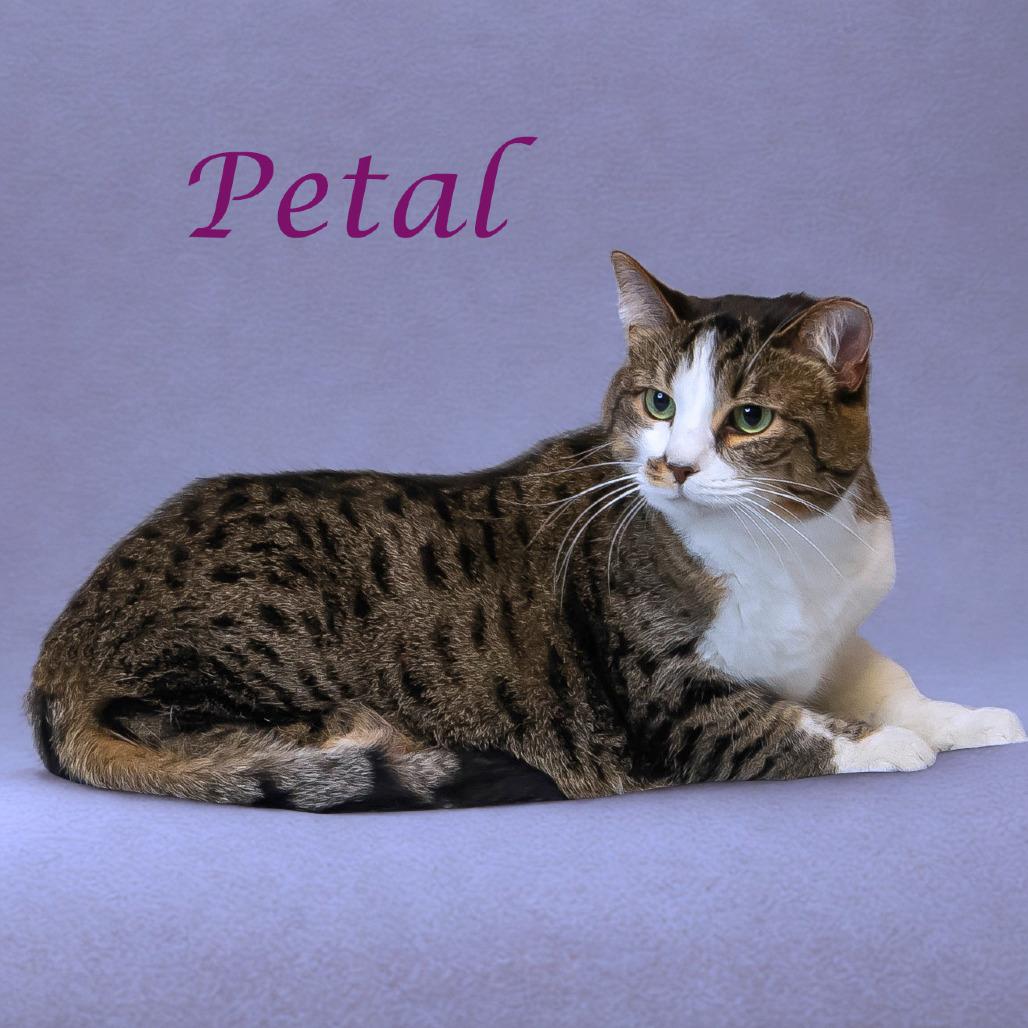 Enlarge Petal C20-291, a Adoptable mixed breed in Lebanon, TN image 5/6