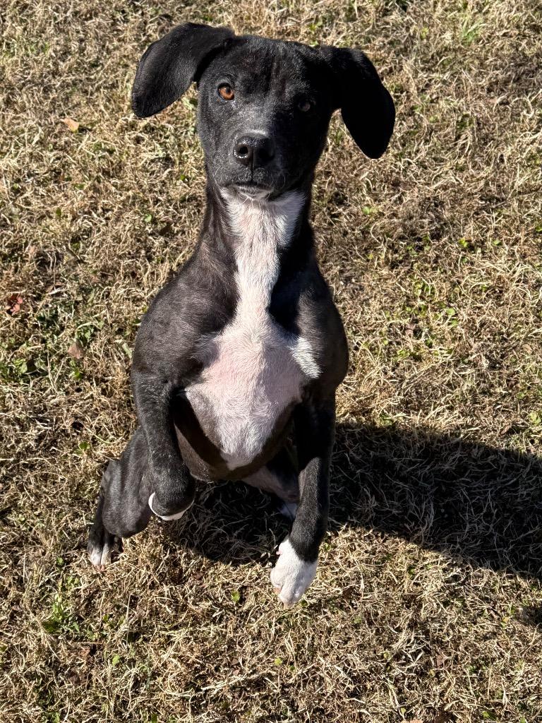 Sassy, Adoptable, Young Female Mixed Breed.