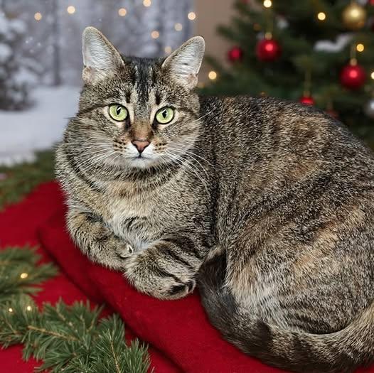 Bella 25/674, Adoptable, Adult Female Domestic Short Hair.