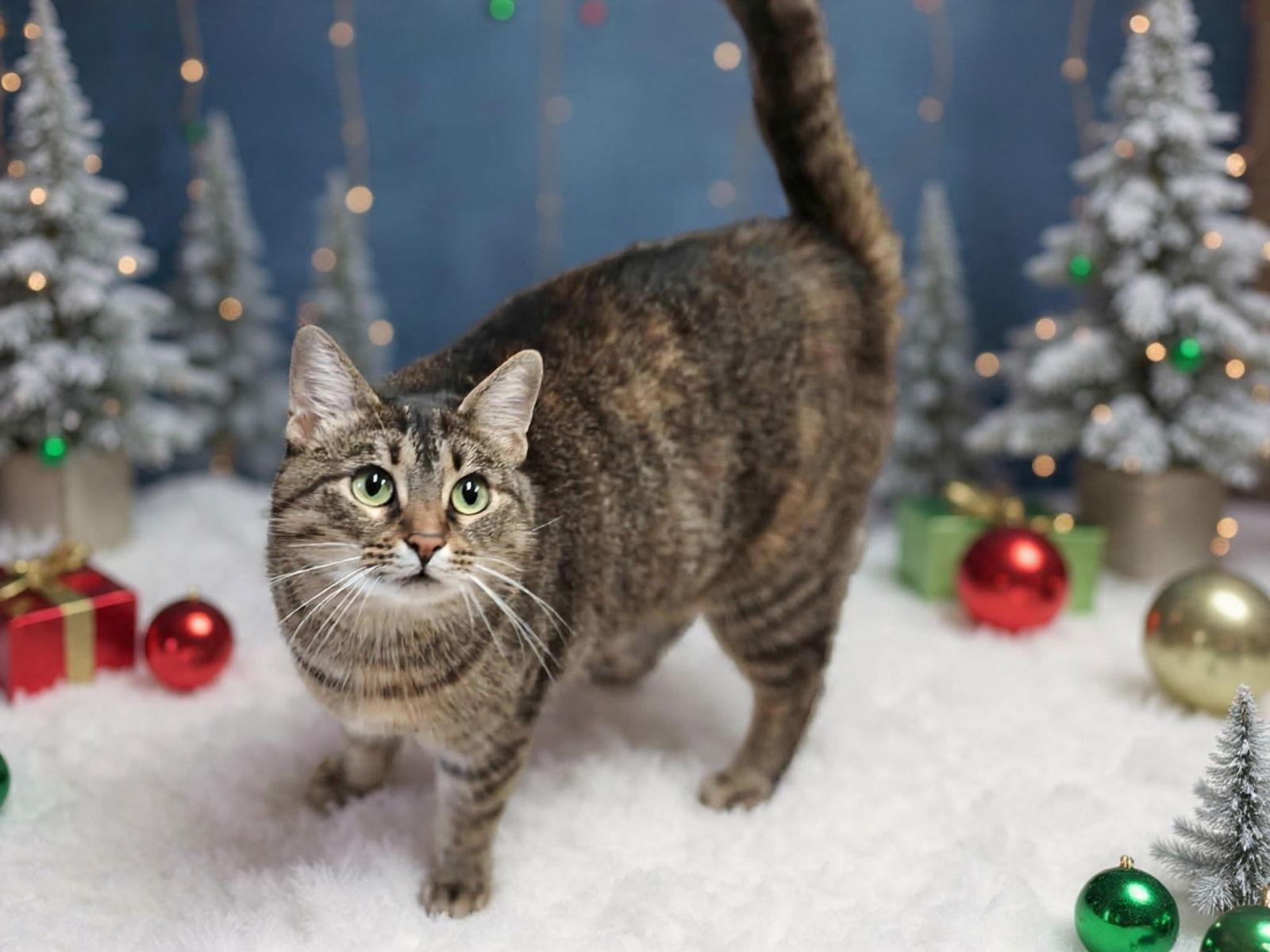 Enlarge Bella 25/674, a Adoptable Domestic Short Hair in Talladega, AL image 2/3