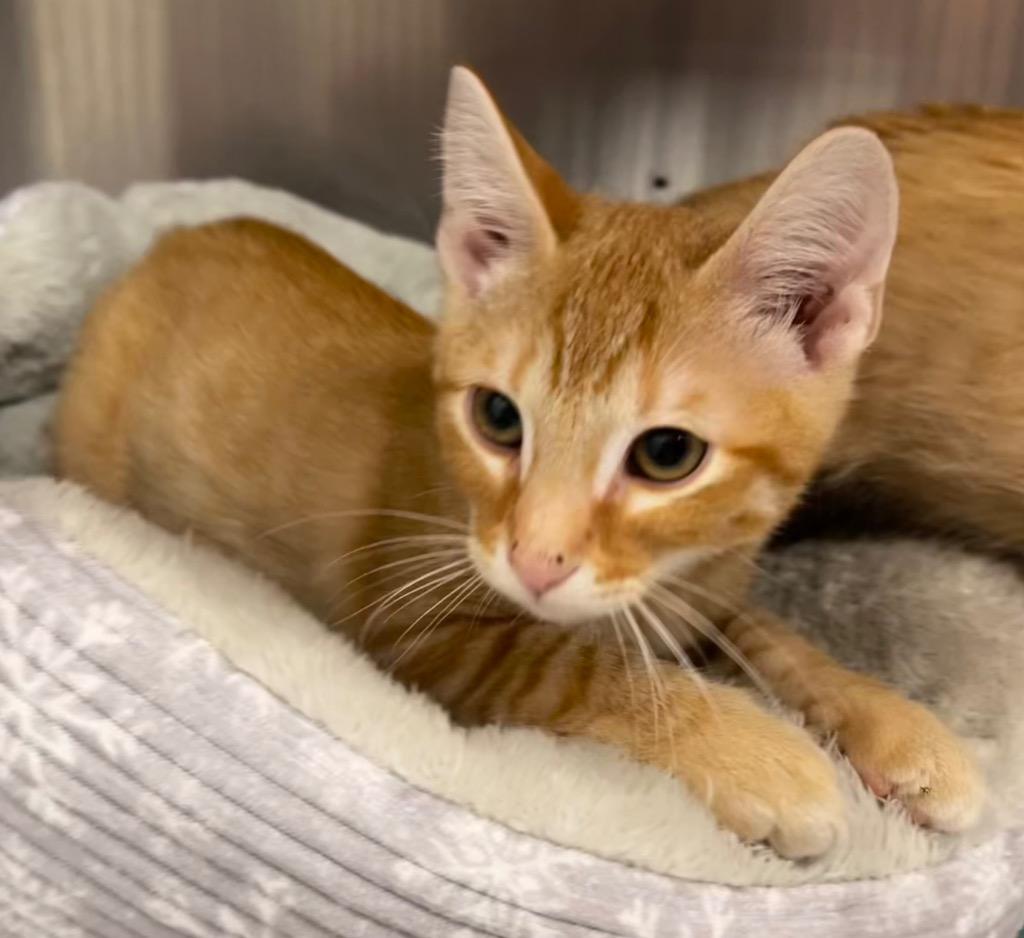Gizmo, Adoptable, Kitten Male Domestic Short Hair.