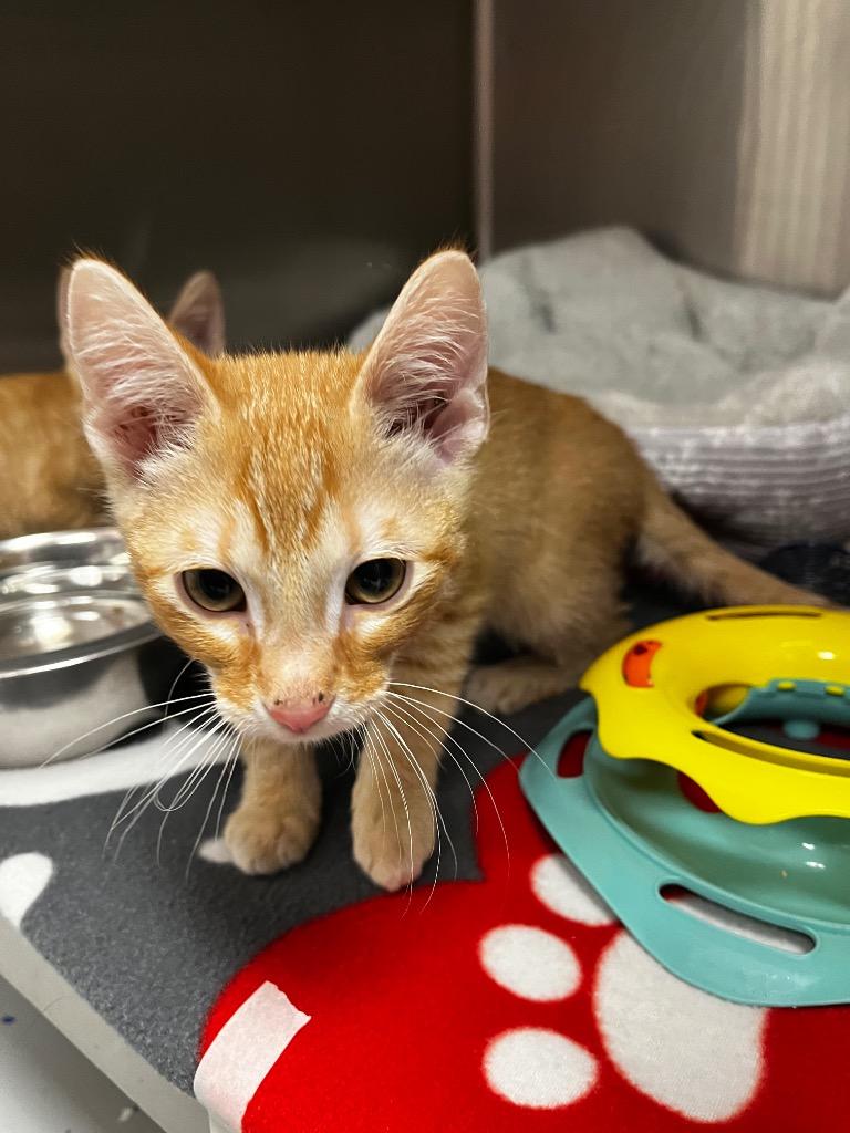 Gizmo, a Adoptable mixed breed in Logan, UT image 2/2