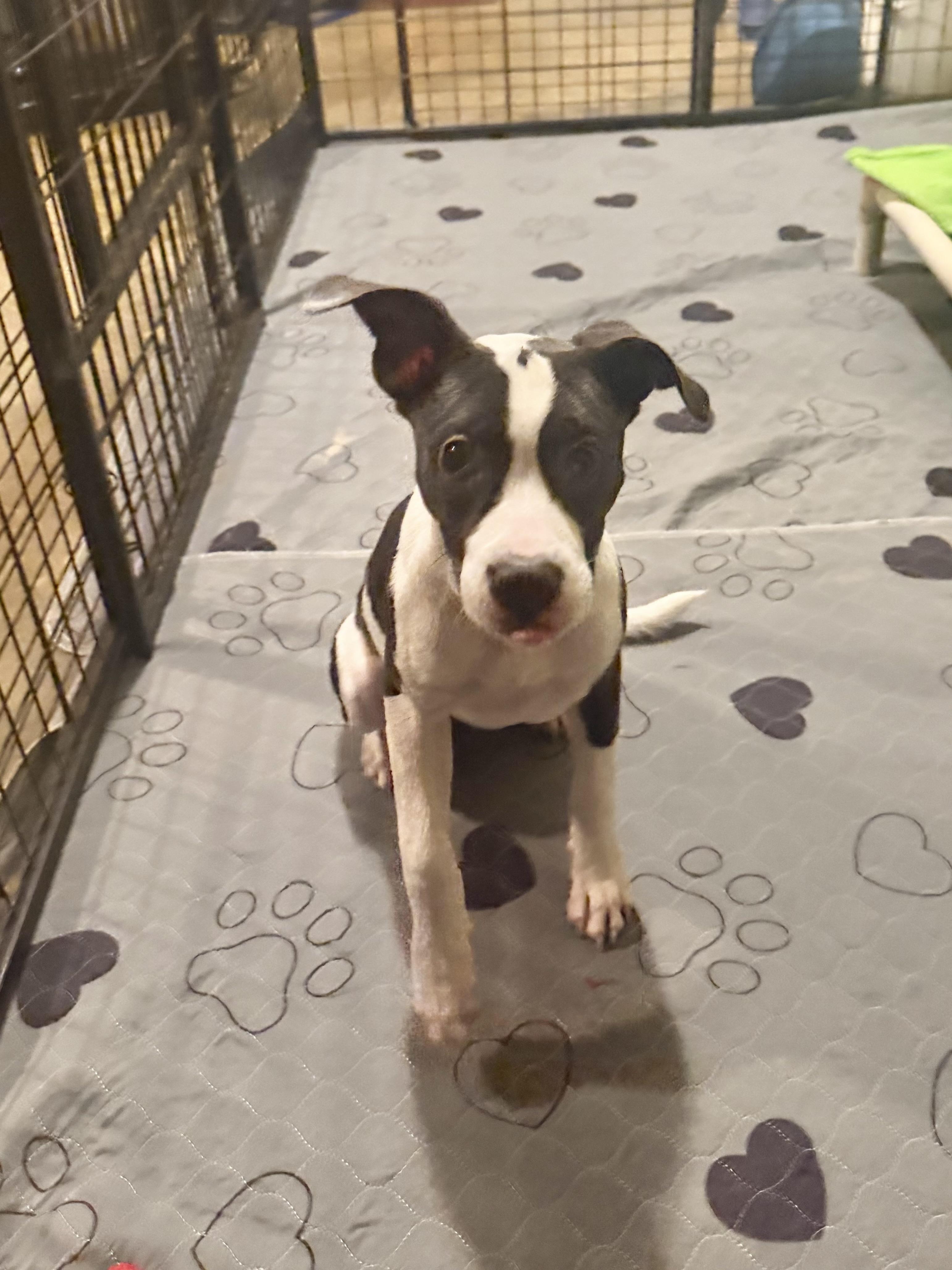 Enlarge Carolina, a Adoptable mixed breed in Kings Mountain, NC image 5/6