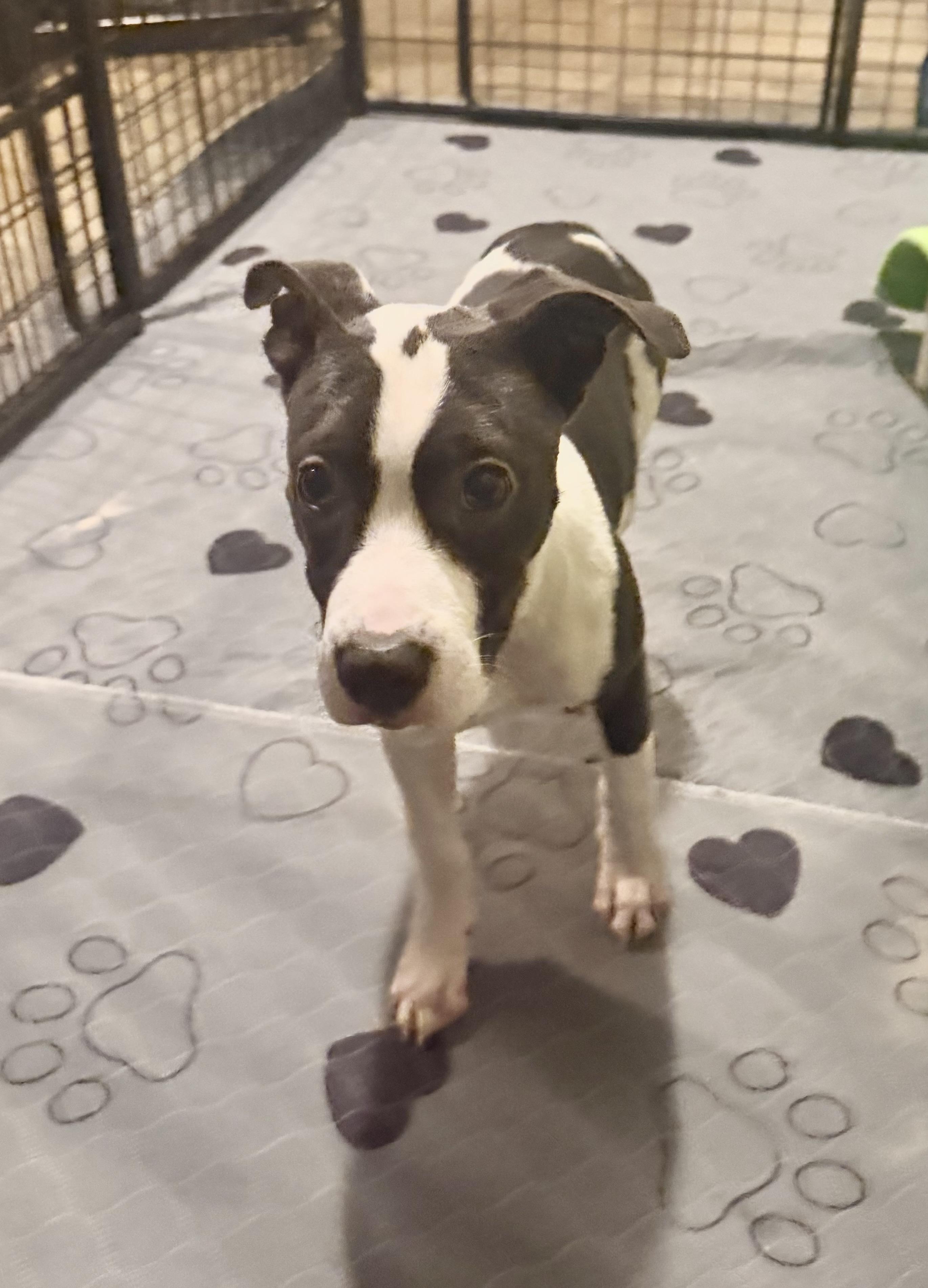 Enlarge Carolina, a Adoptable mixed breed in Kings Mountain, NC image 6/6