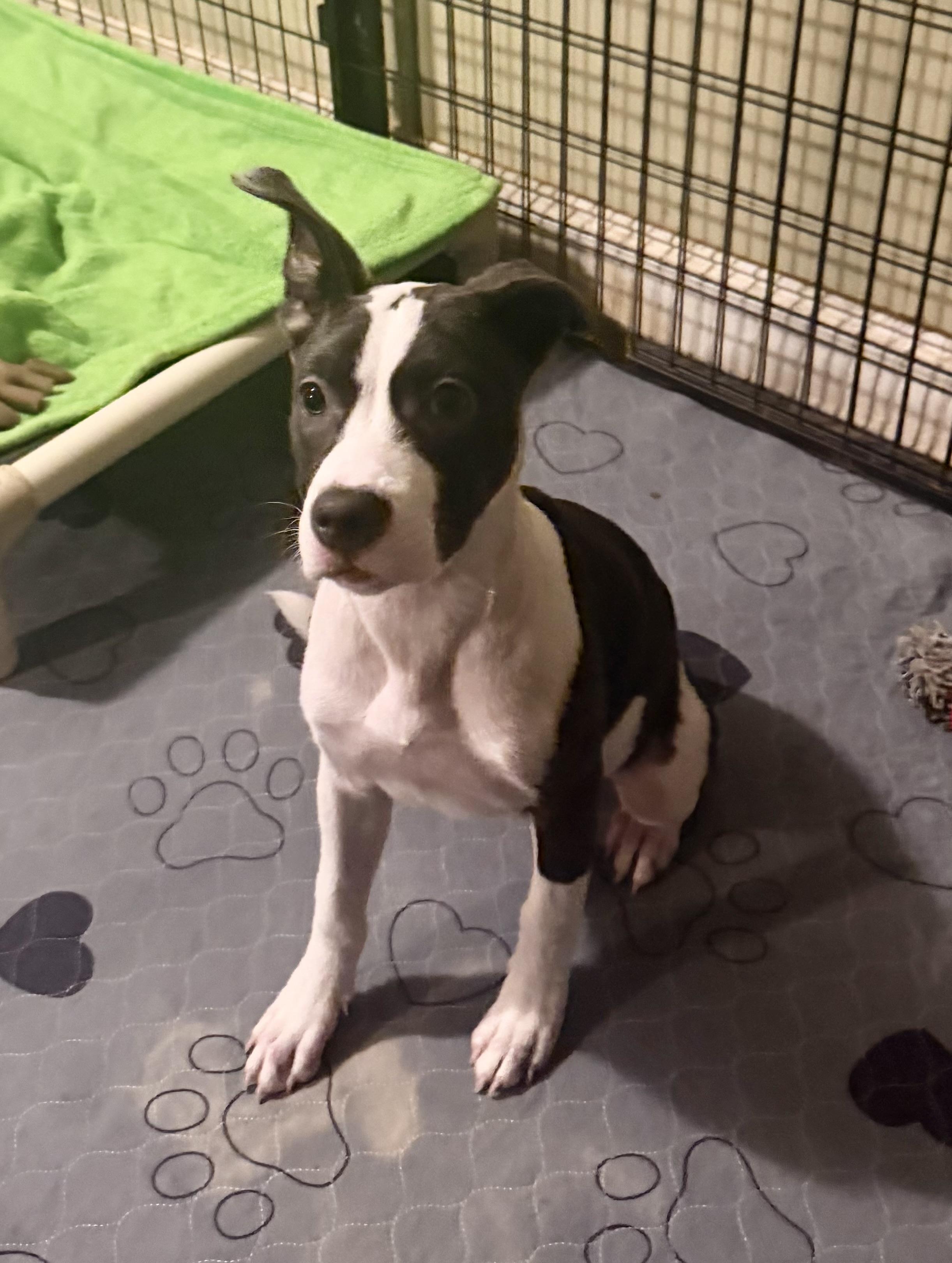 Enlarge Carolina, a Adoptable mixed breed in Kings Mountain, NC image 4/6