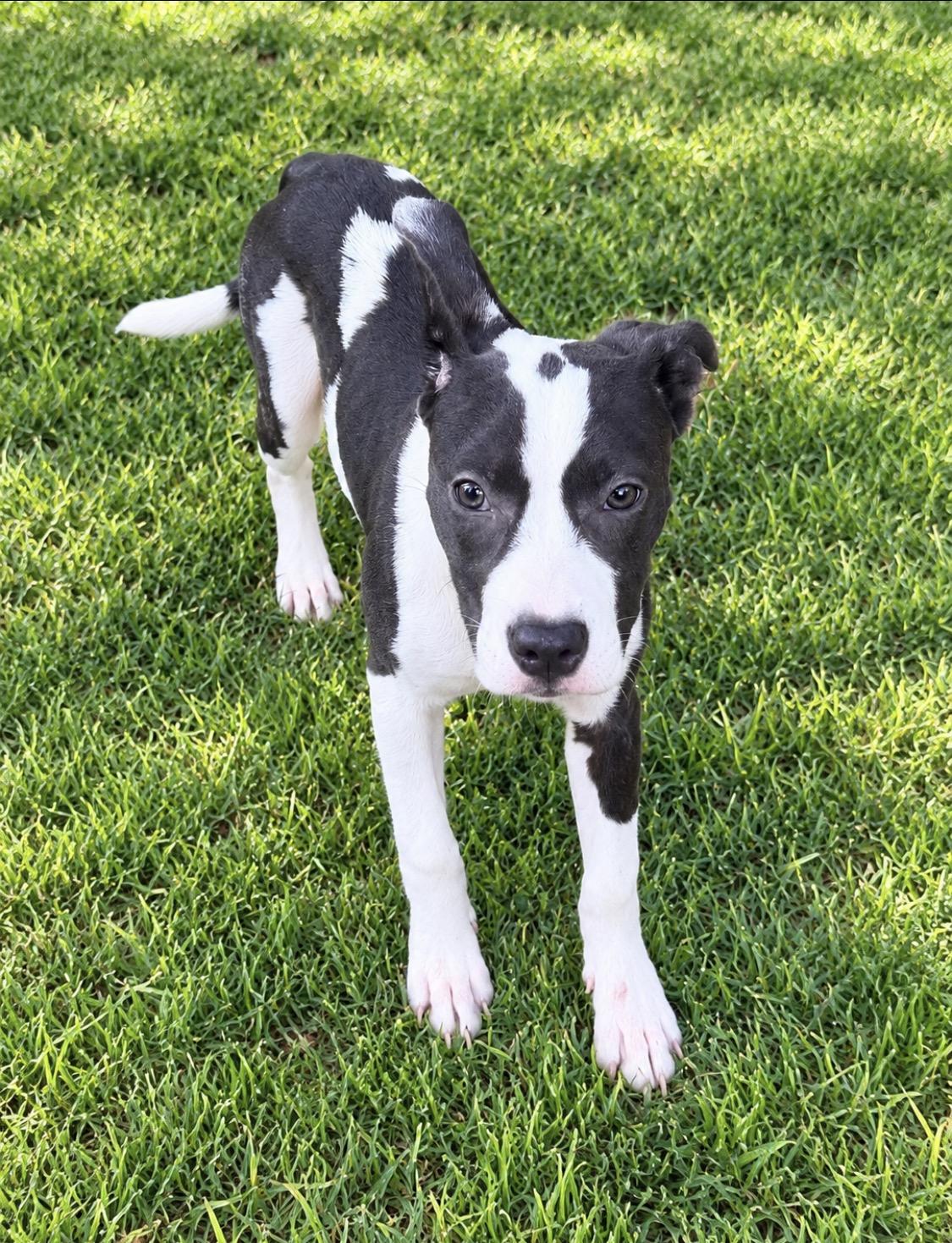 Enlarge Carolina, a Adoptable mixed breed in Kings Mountain, NC image 3/6