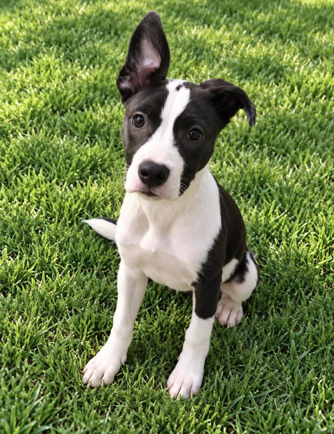 Carolina, Adoptable, Young Female Terrier.
