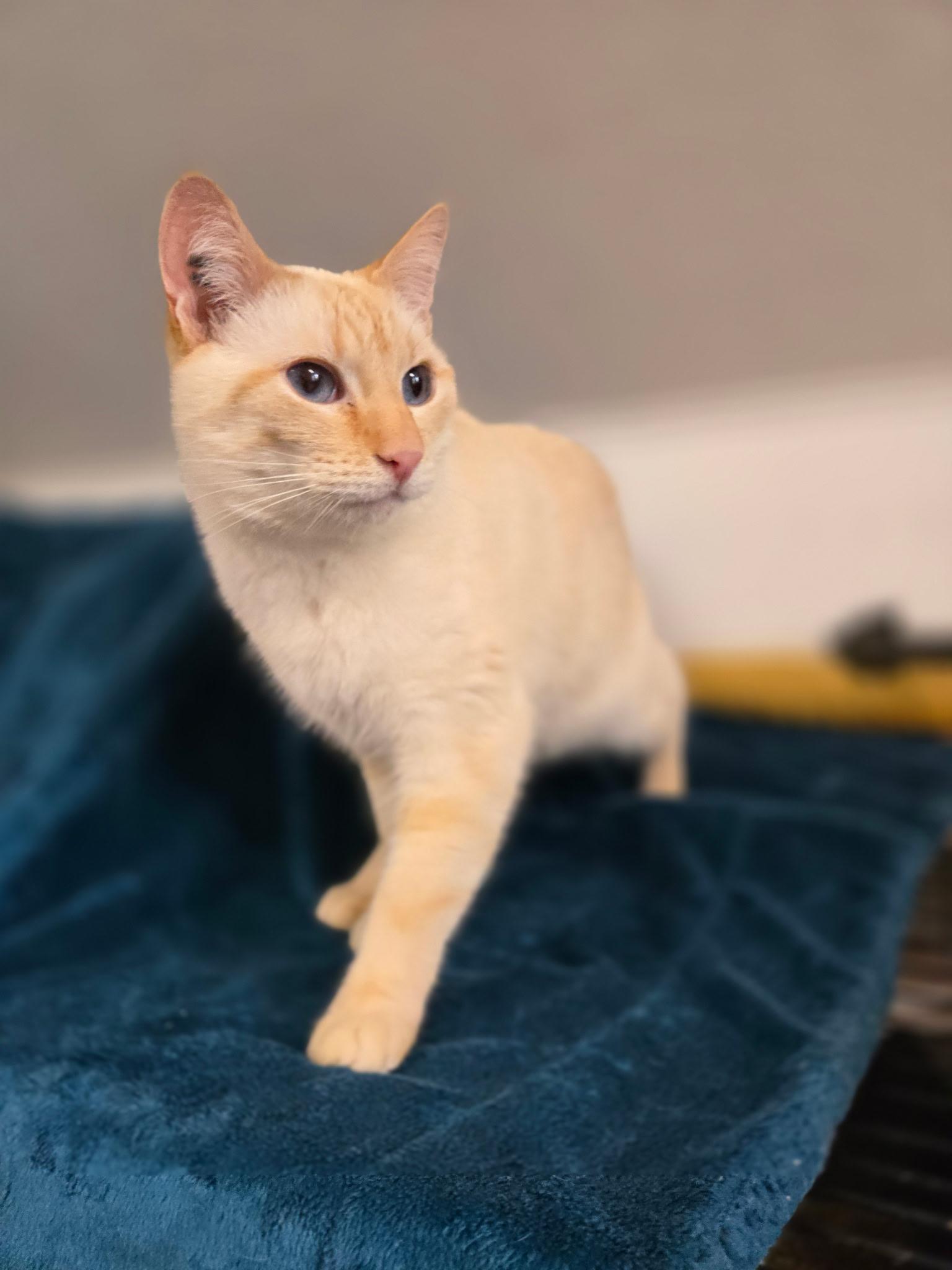 Enlarge Cyril, a ADOPTABLE Domestic Short Hair in Chilliwack, BC image 1/1