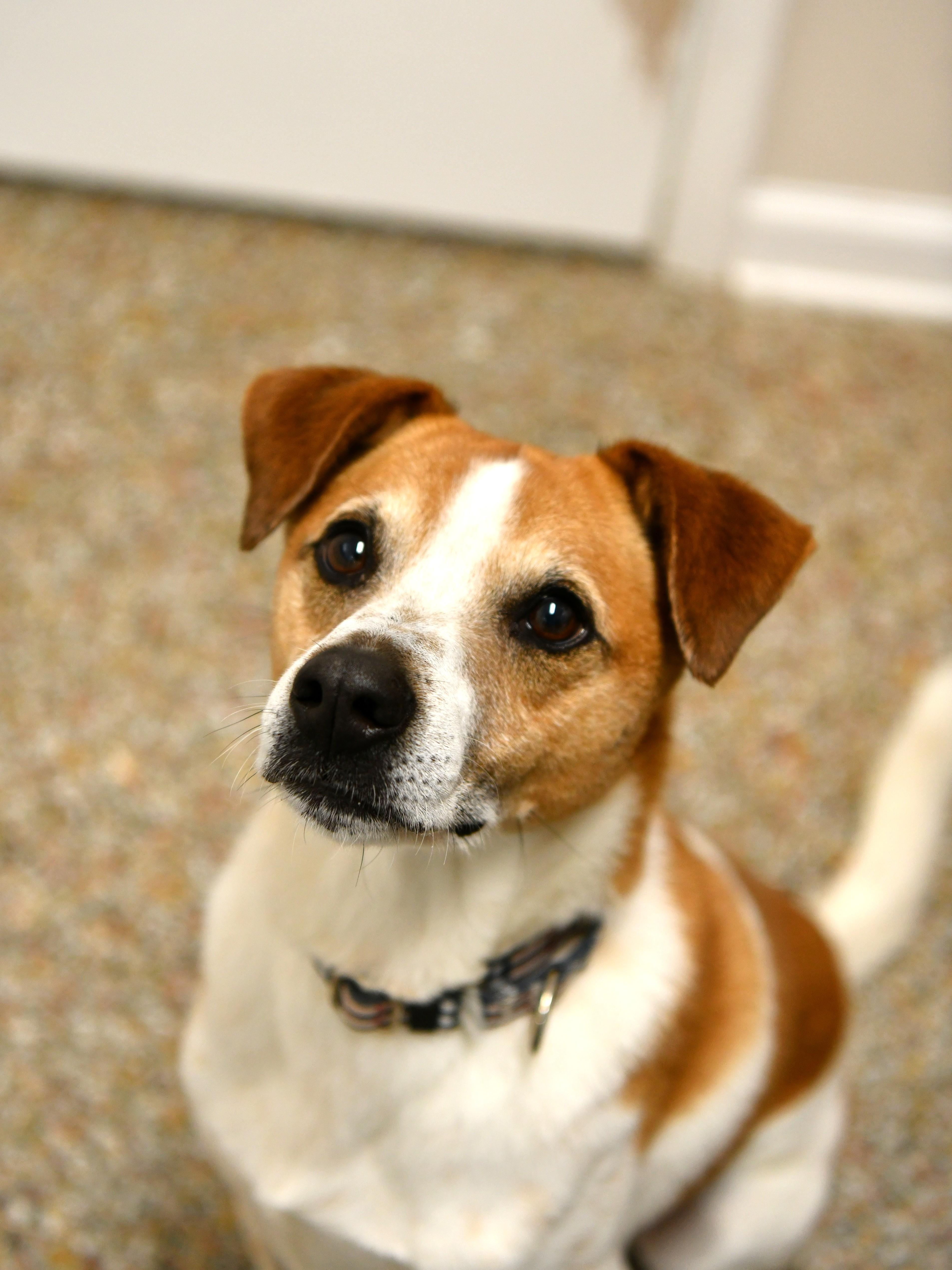 Enlarge Stitch, a Adoptable mixed breed in Fairhope, AL image 3/5