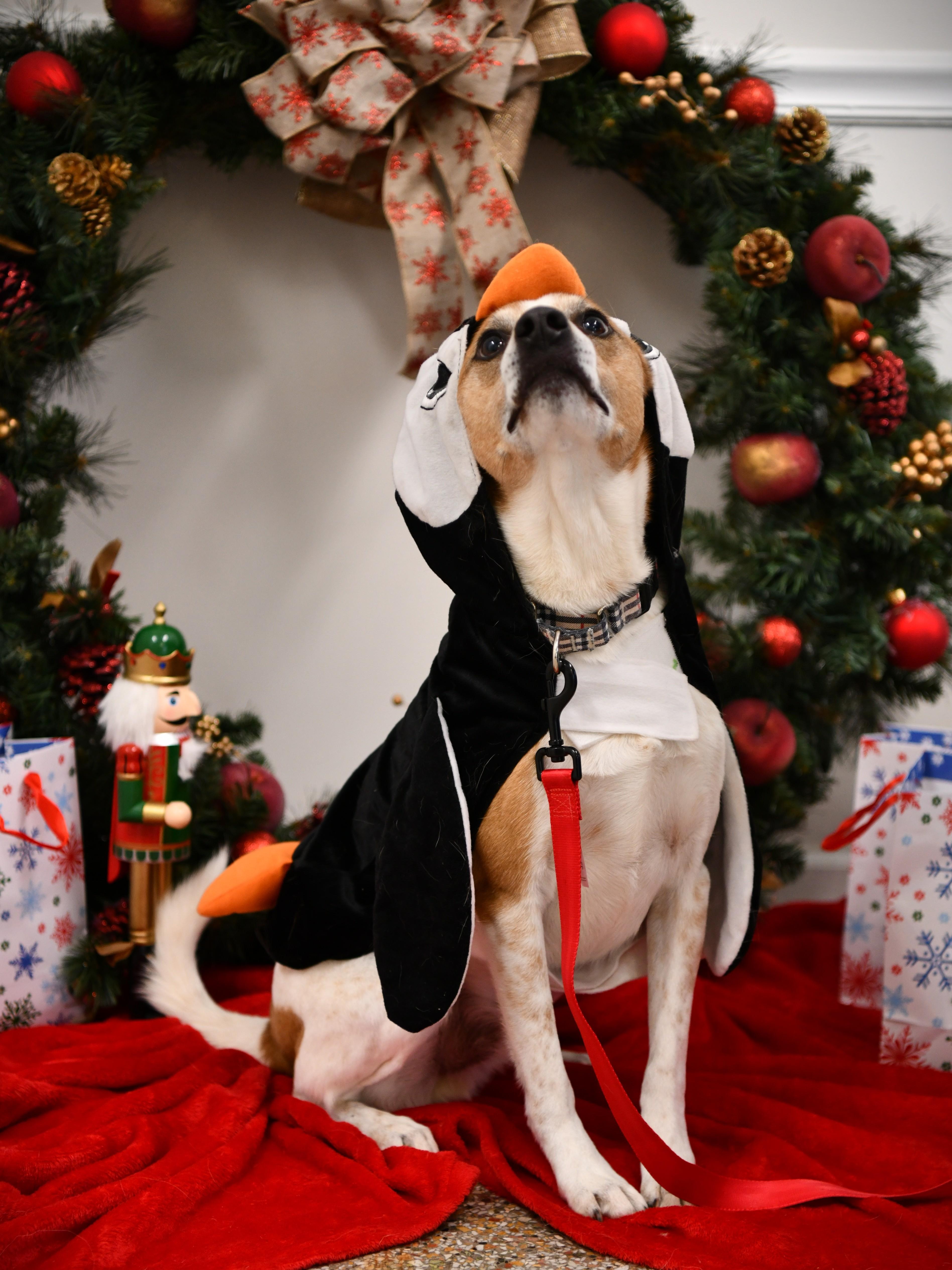 Enlarge Stitch, a Adoptable mixed breed in Fairhope, AL image 1/5