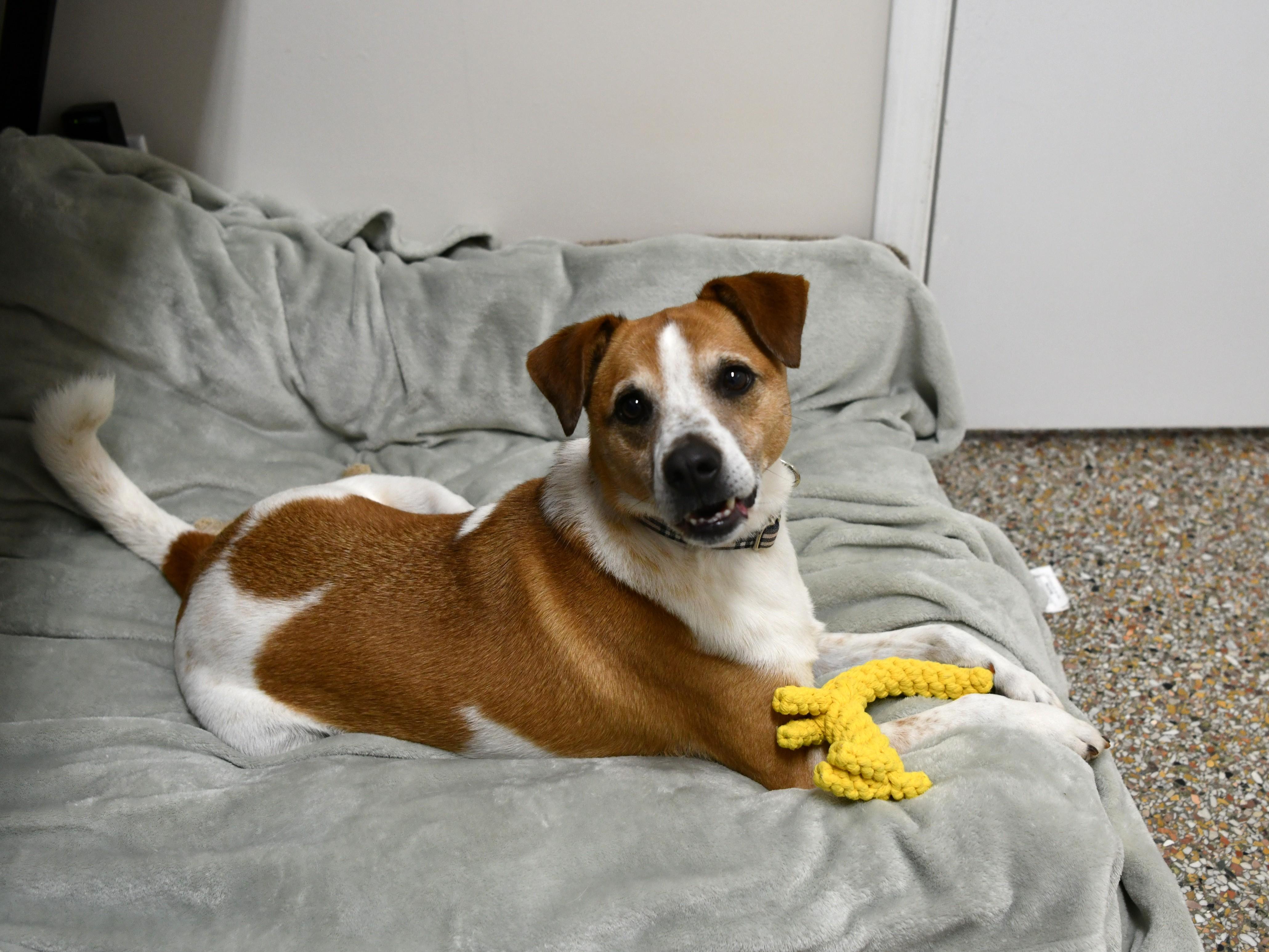 Enlarge Stitch, a Adoptable mixed breed in Fairhope, AL image 2/5