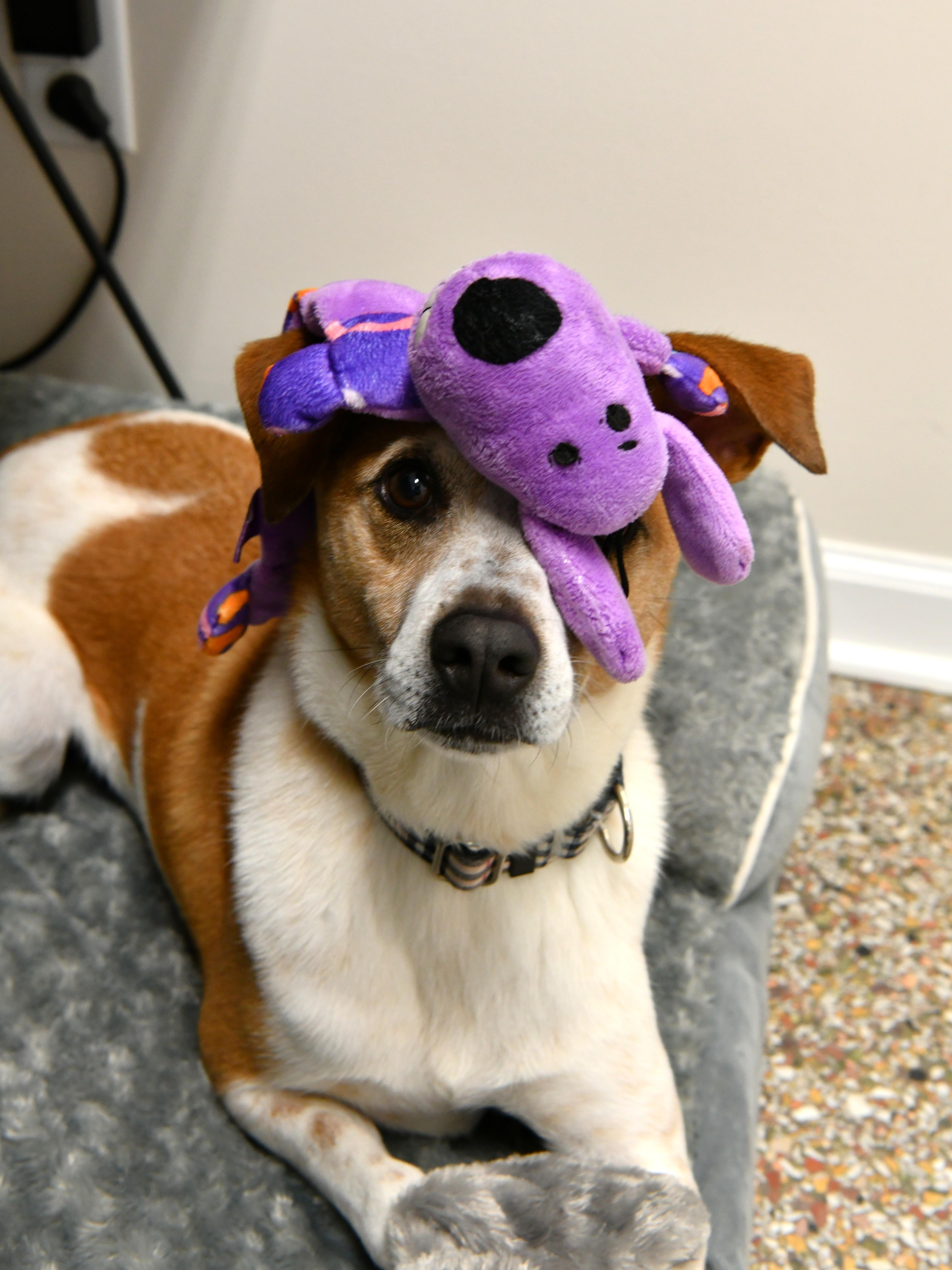Stitch, Adoptable, Adult Male Jack Russell Terrier & Australian Cattle Dog / Blue Heeler.
