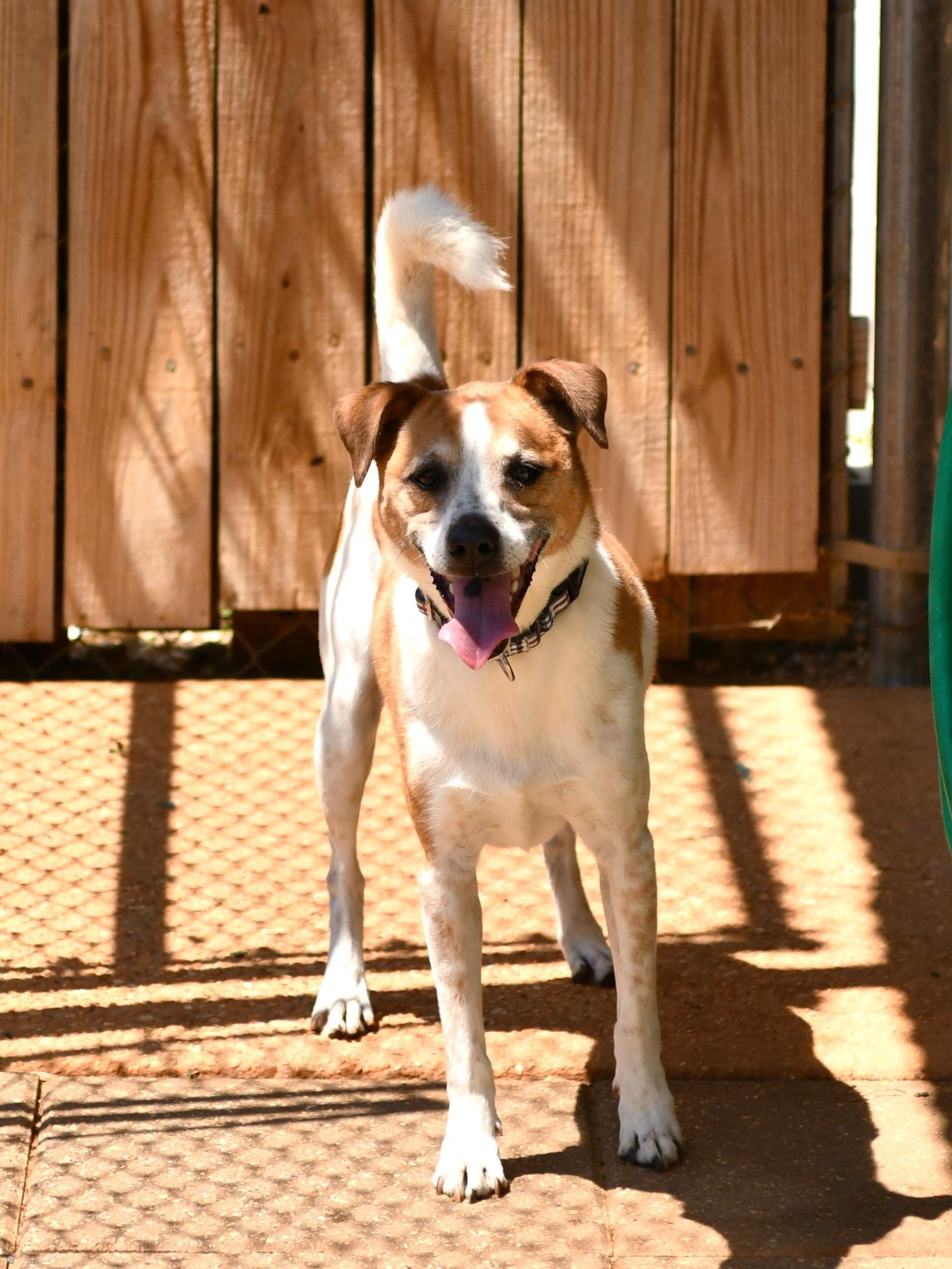 Enlarge Stitch, a Adoptable mixed breed in Fairhope, AL image 4/5