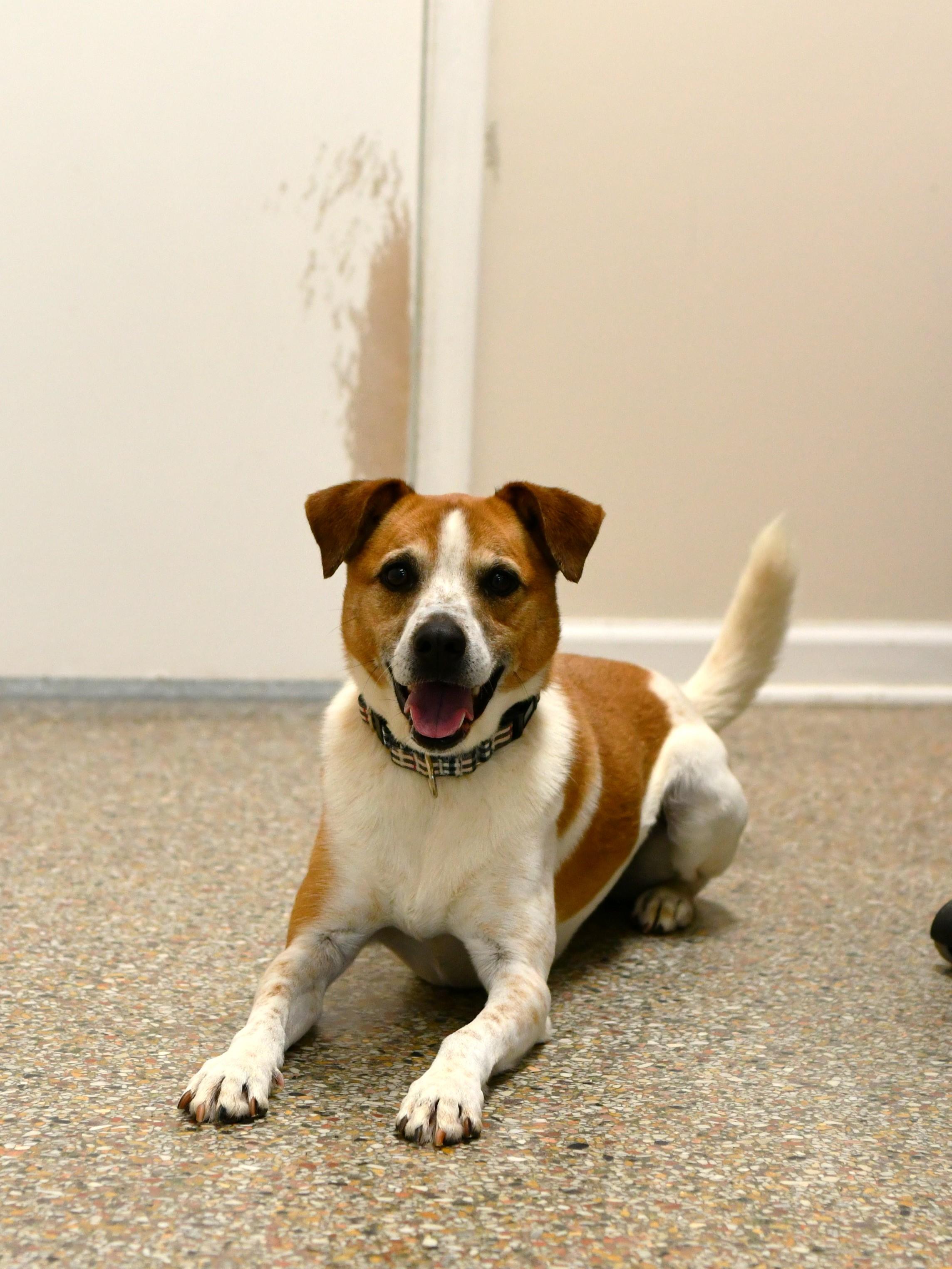 Enlarge Stitch, a Adoptable mixed breed in Fairhope, AL image 5/5