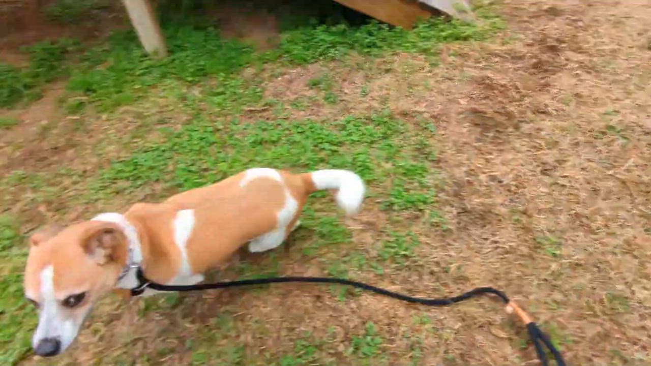 Enlarge Stitch, a Adoptable mixed breed in Fairhope, AL video 2/6