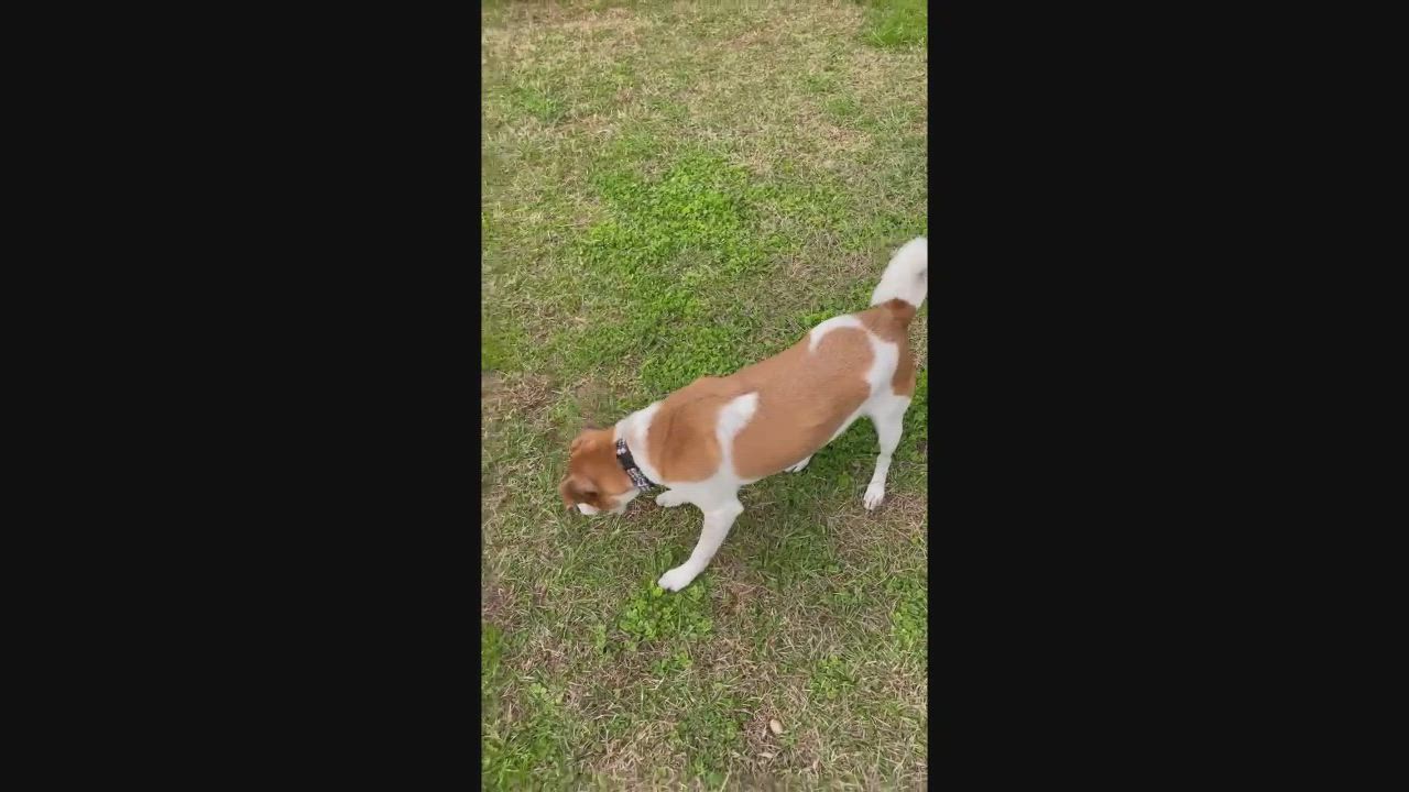 Enlarge Stitch, a Adoptable mixed breed in Fairhope, AL video 5/5