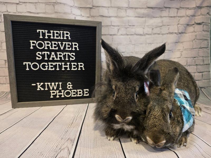 Phoebe, Adoptable, Young Female New Zealand.