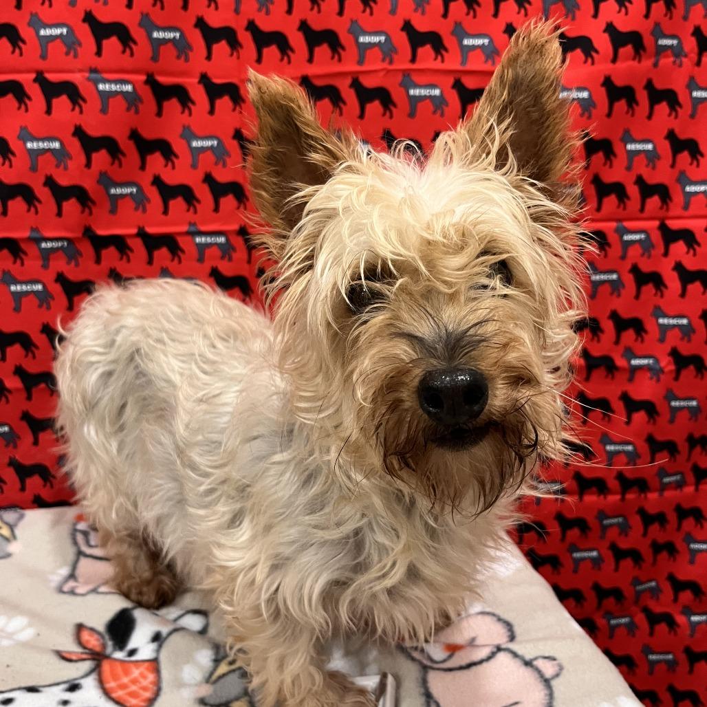 Enlarge Misfit, a Adoptable mixed breed in Washburn, MO image 1/1