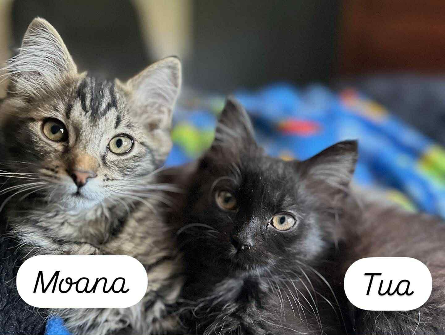 Moana, an adoptable Domestic Long Hair in Highlands Ranch, CO, 80126 | Photo Image 3
