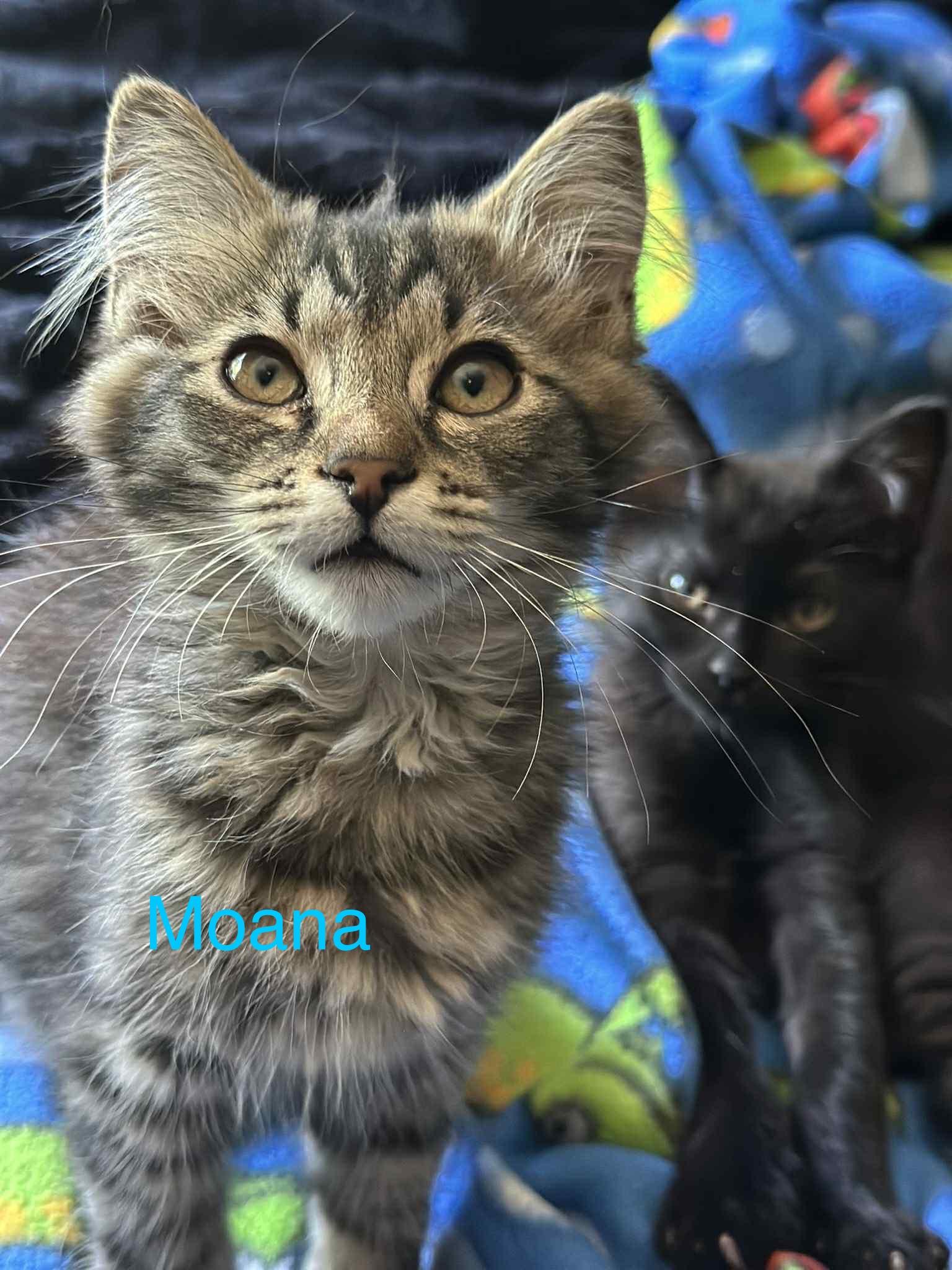 Moana, an adoptable Domestic Long Hair in Highlands Ranch, CO, 80126 | Photo Image 1