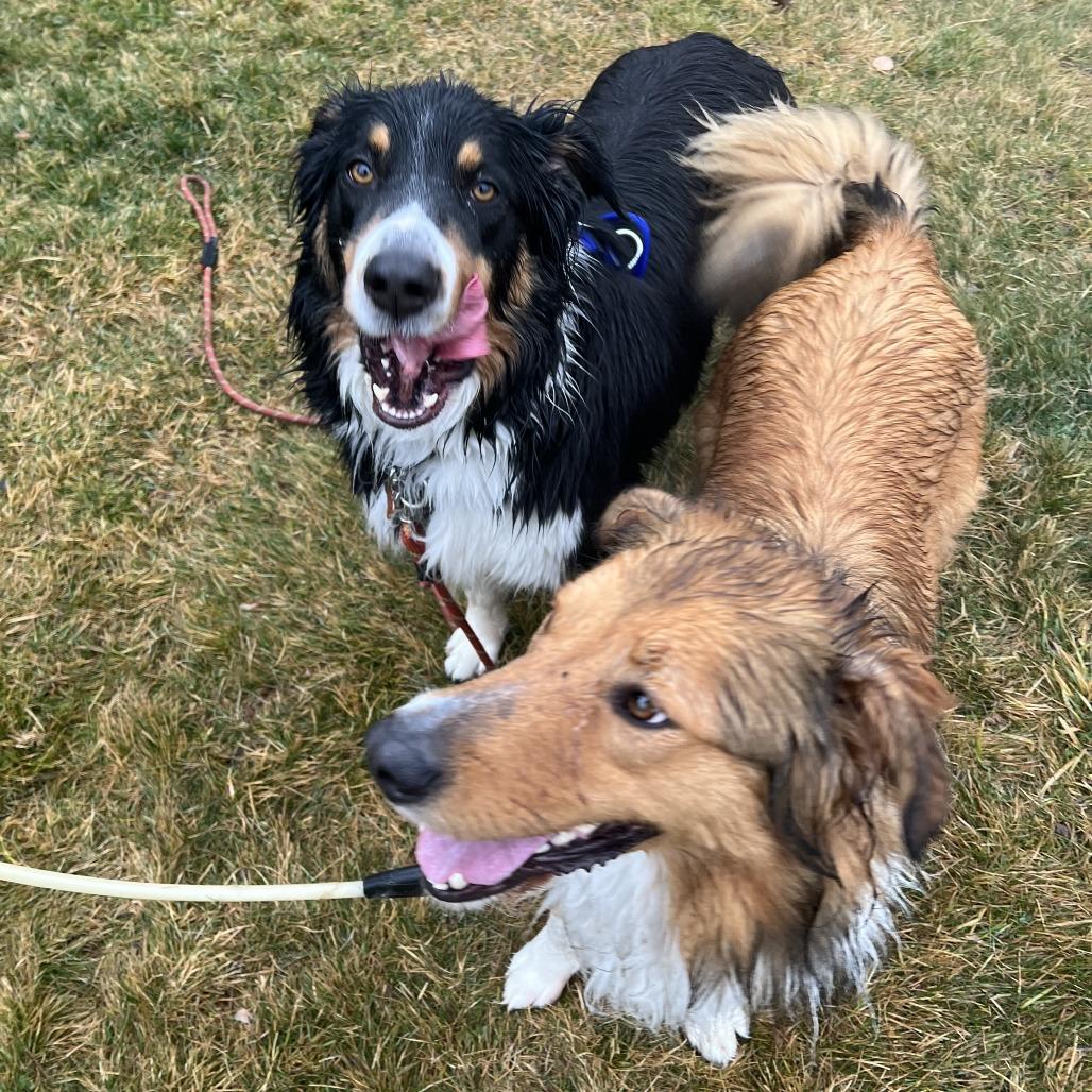 Enlarge Beau, a Adoptable English Shepherd in Bend, OR image 1/6