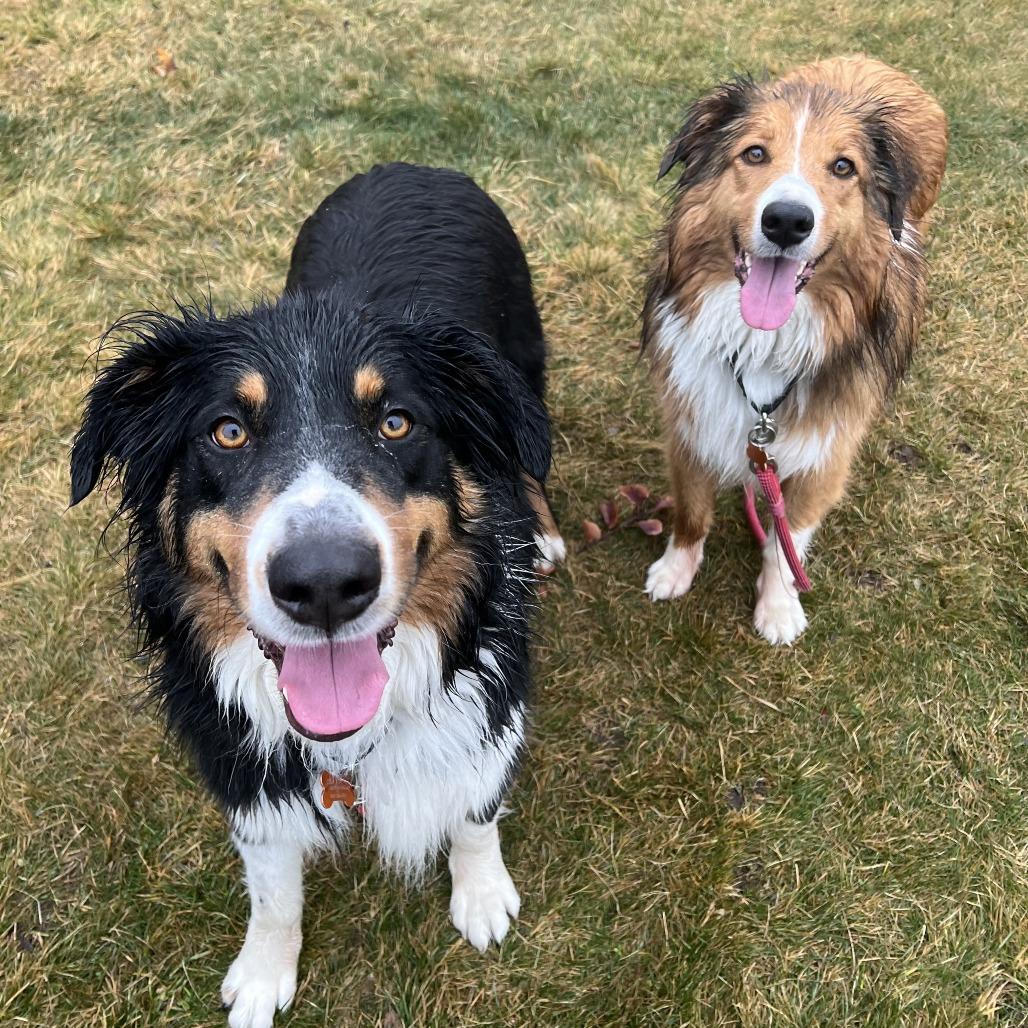 Enlarge Beau, a Adoptable English Shepherd in Bend, OR image 2/6