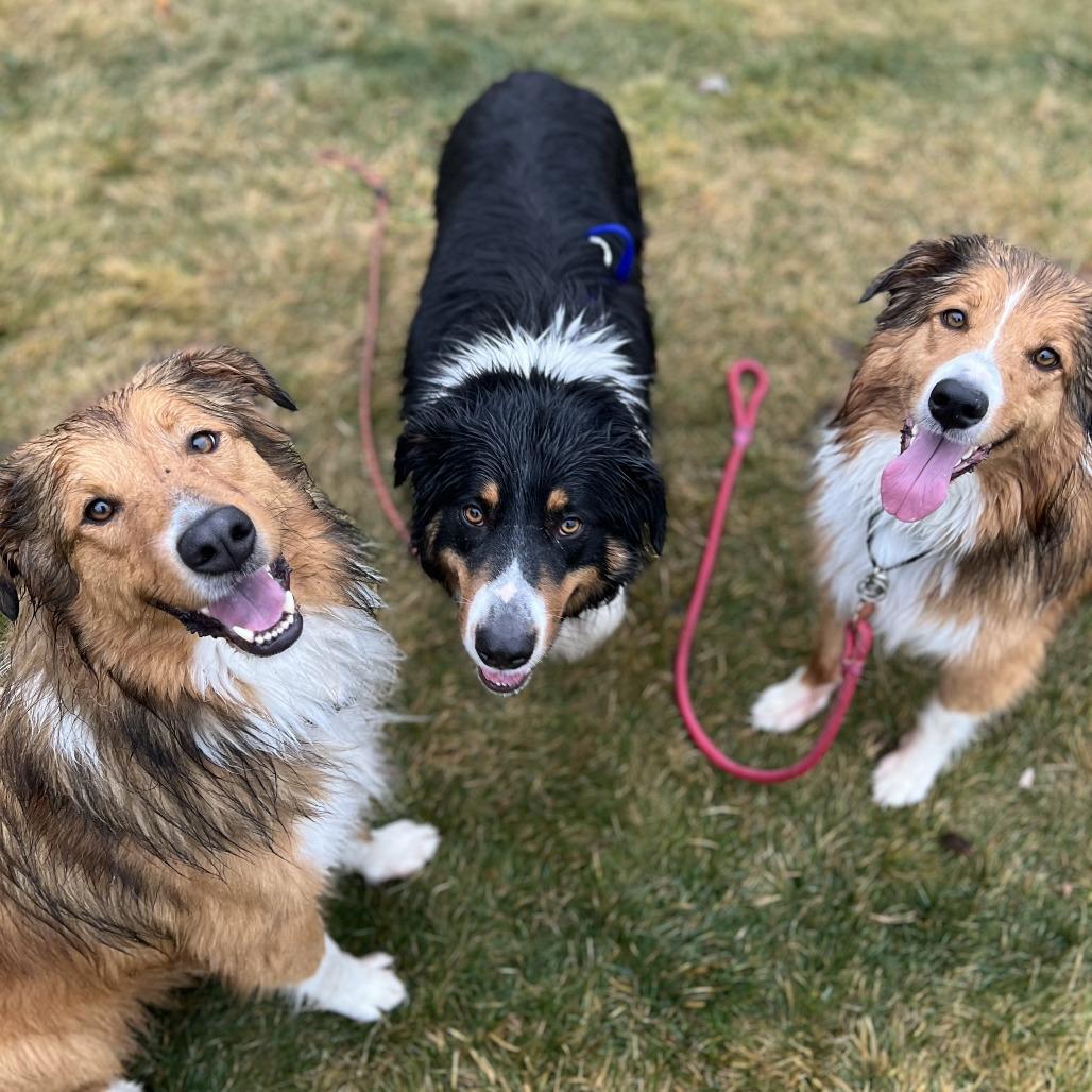 Enlarge Beau, a Adoptable English Shepherd in Bend, OR image 3/6