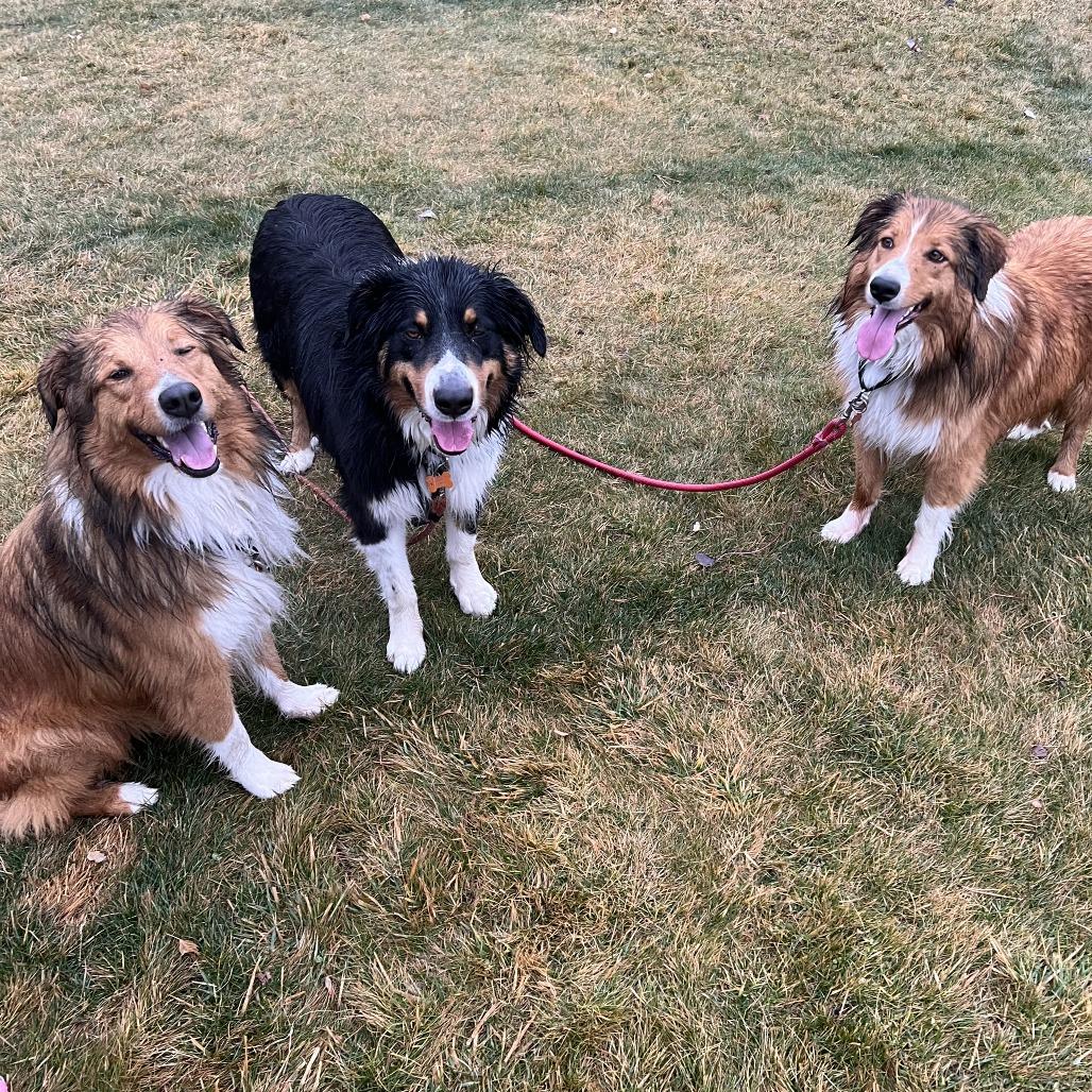 Enlarge Beau, a Adoptable English Shepherd in Bend, OR image 4/6