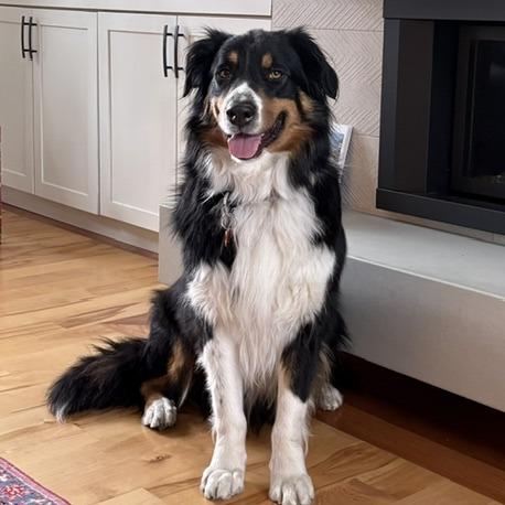 Enlarge Beau, a Adoptable English Shepherd in Bend, OR image 5/6