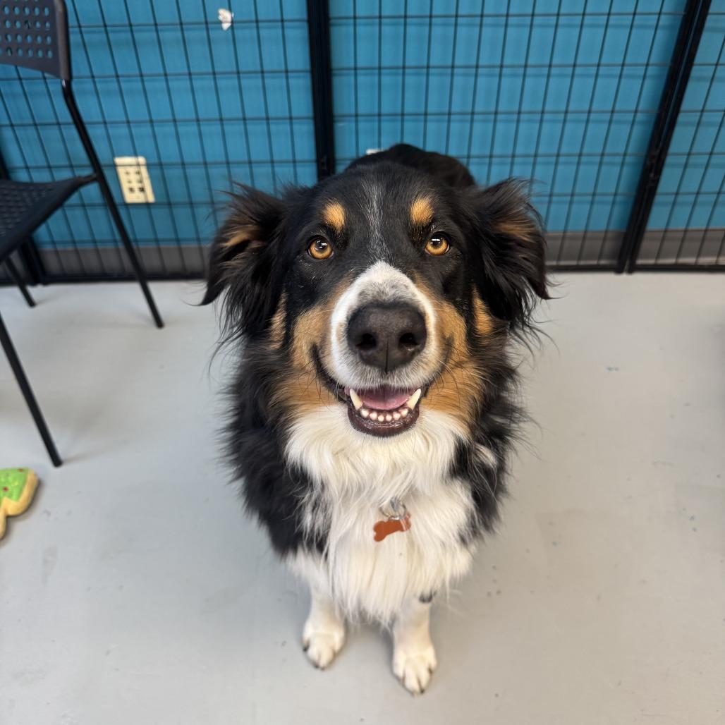 Enlarge Beau, a Adoptable English Shepherd in Bend, OR image 6/6