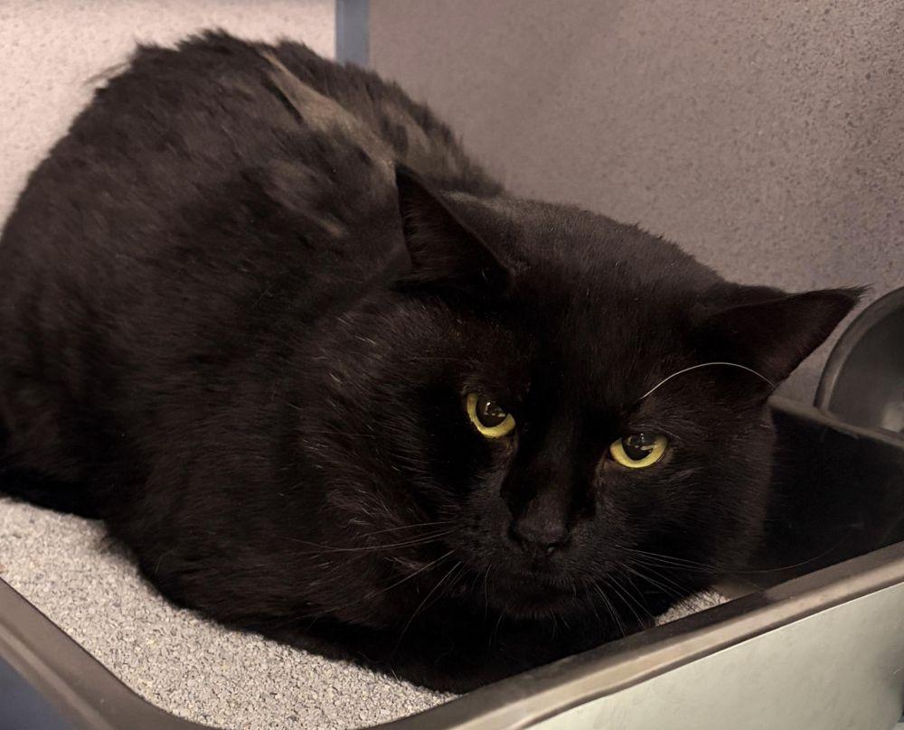 Enlarge Lotus, a Adoptable Domestic Short Hair in Alexandria, VA image 1/1