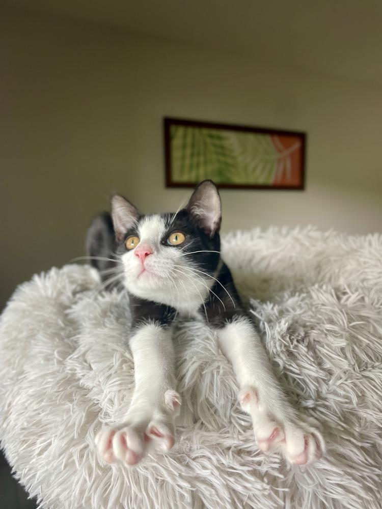 Jerry, Adoptable, Young Male Domestic Short Hair.