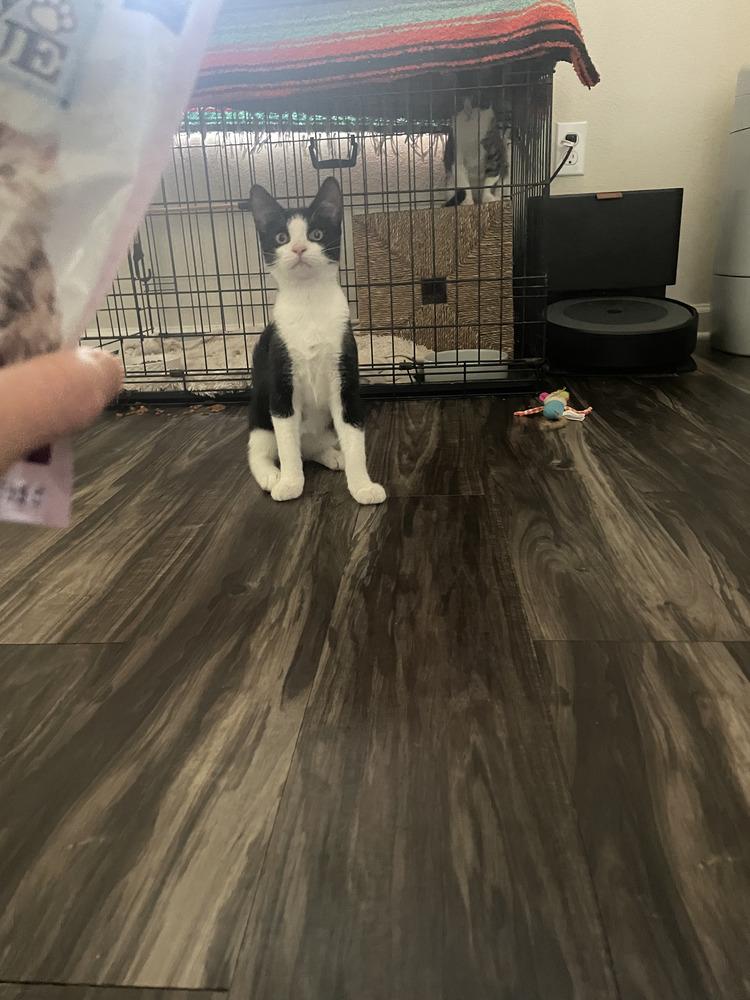 Enlarge Jerry, a Adoptable Domestic Short Hair in Saint Augustine, FL image 4/6