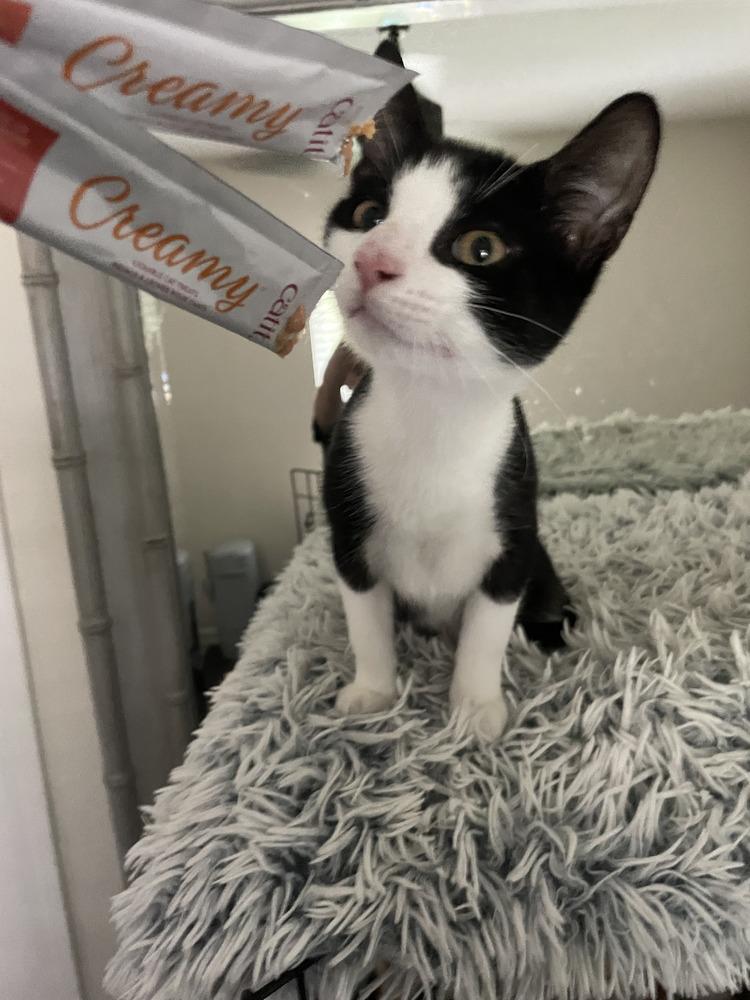 Enlarge Jerry, a Adoptable Domestic Short Hair in Saint Augustine, FL image 5/6