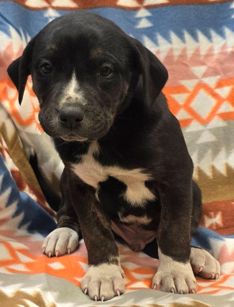 Alvin, Adoptable, Puppy Male Hound & Mixed Breed.