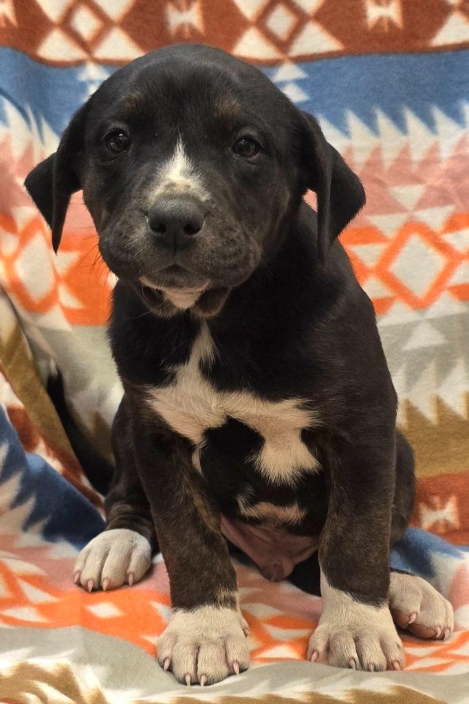 Enlarge Alvin, a Adoptable mixed breed in Murphysboro, IL image 2/2