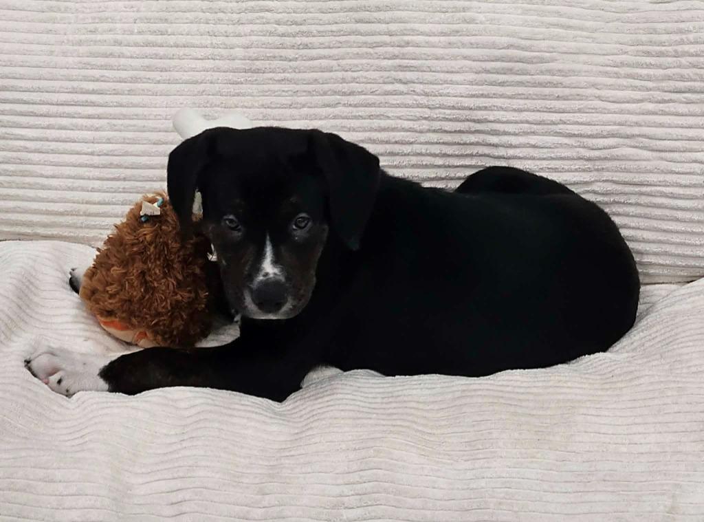 Enlarge Alvin, a Adoptable mixed breed in Murphysboro, IL image 3/3