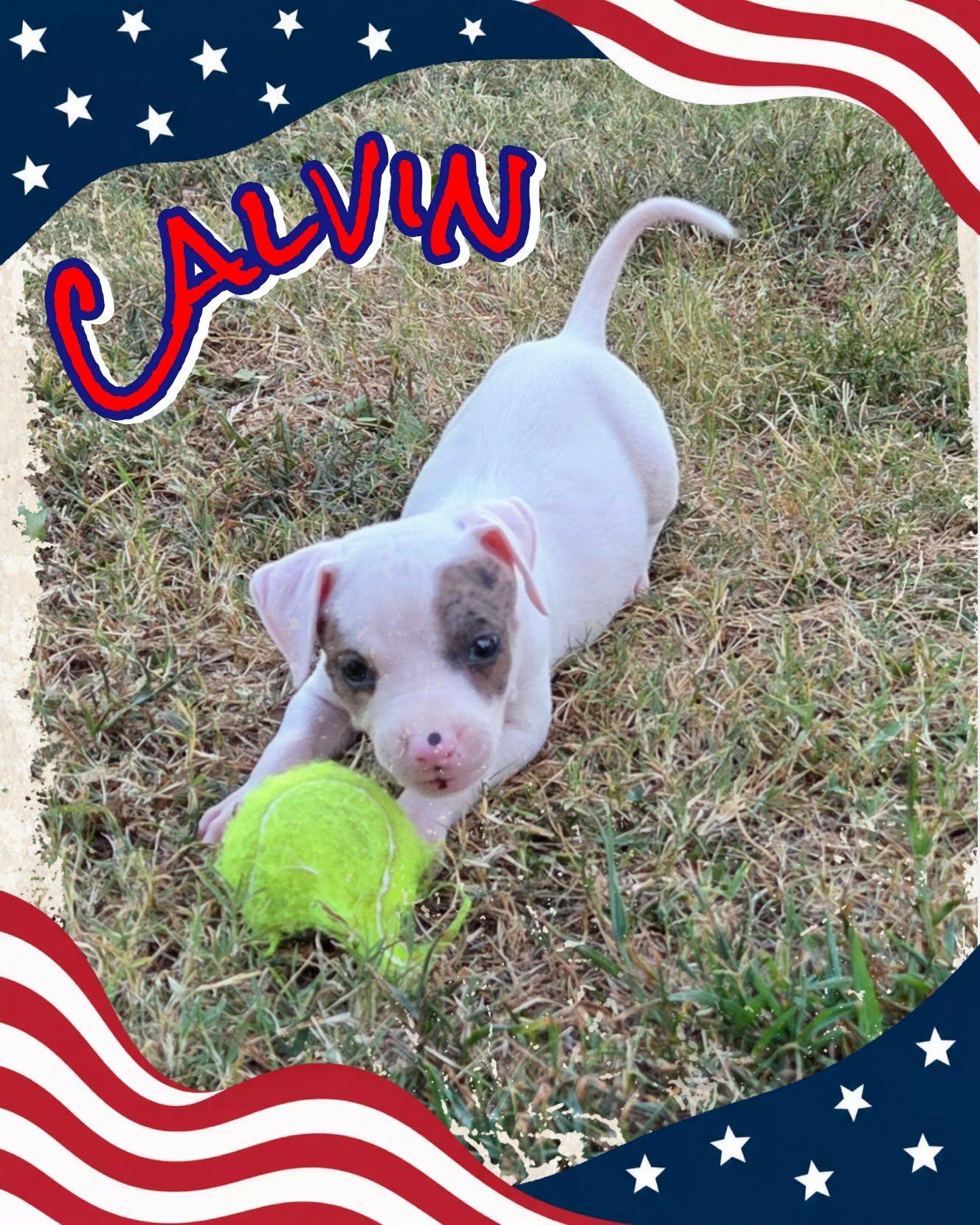 Calvin, adopted, Puppy Male American Staffordshire Terrier & Pit Bull Terrier.