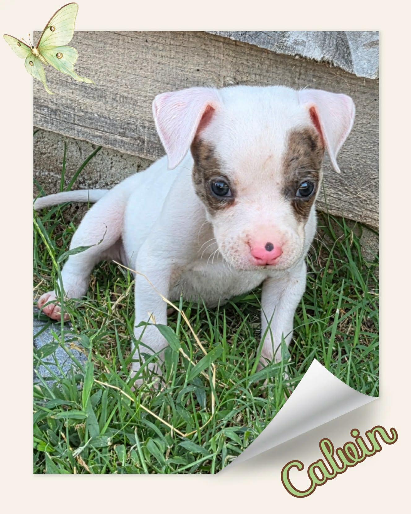Enlarge Calvin, an adopted mixed breed in Grove, OK image 2/4