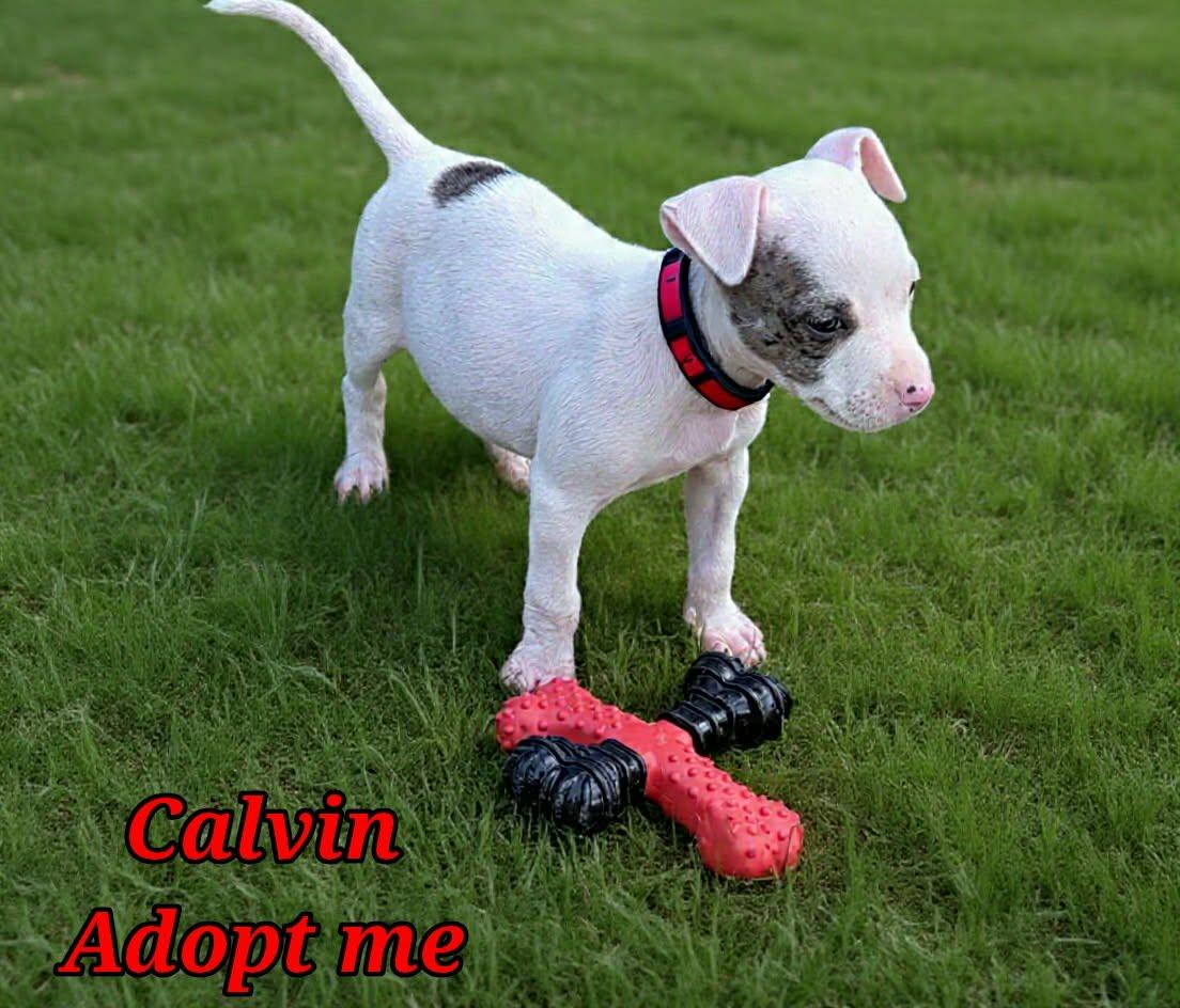 Enlarge Calvin, an adopted mixed breed in Grove, OK image 4/4