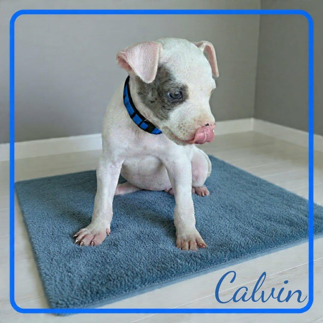 Enlarge Calvin, an adopted mixed breed in Grove, OK image 3/4