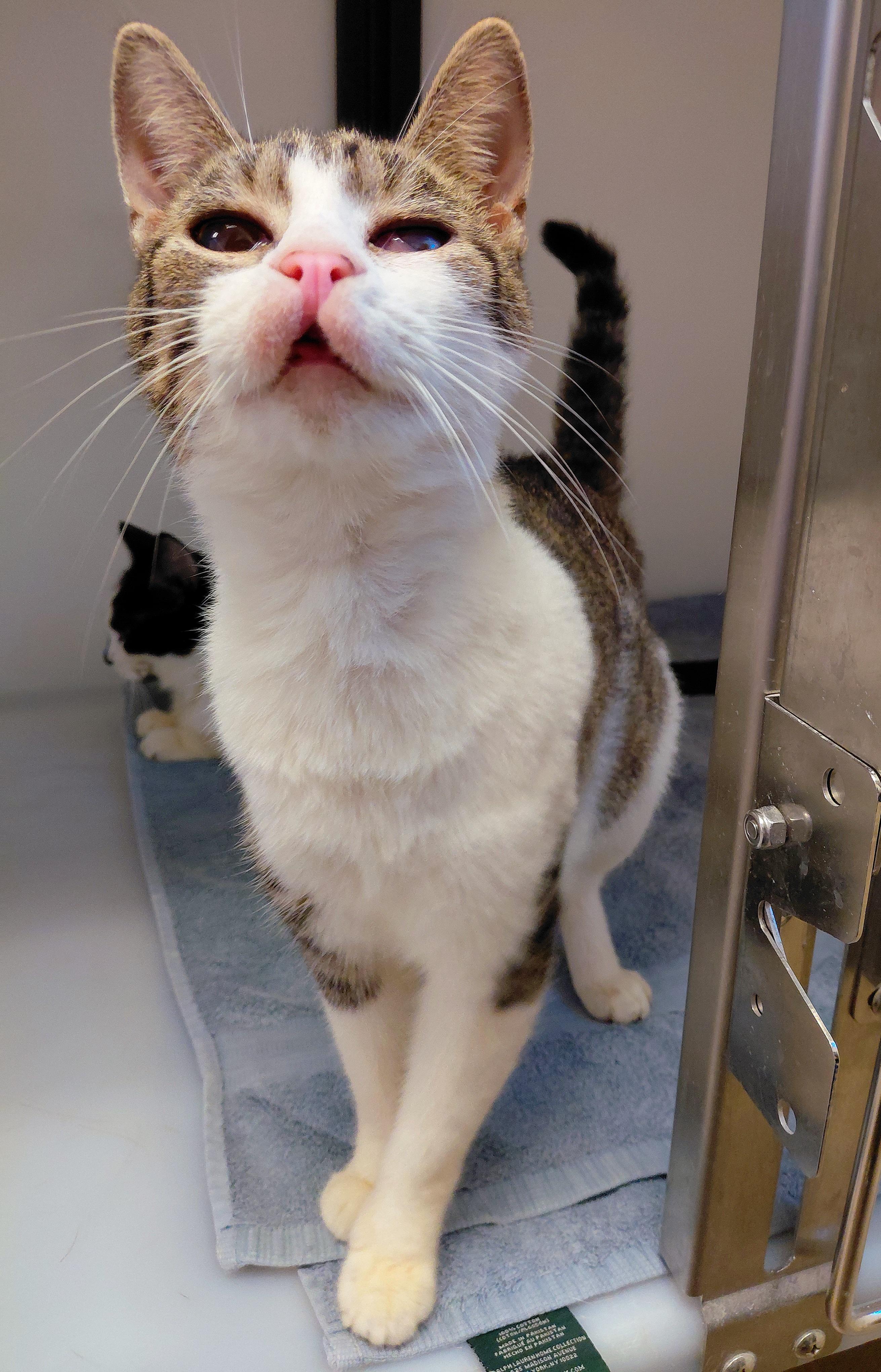 Enlarge Cleffa, a Adoptable Domestic Short Hair in Stanley, VA image 2/2