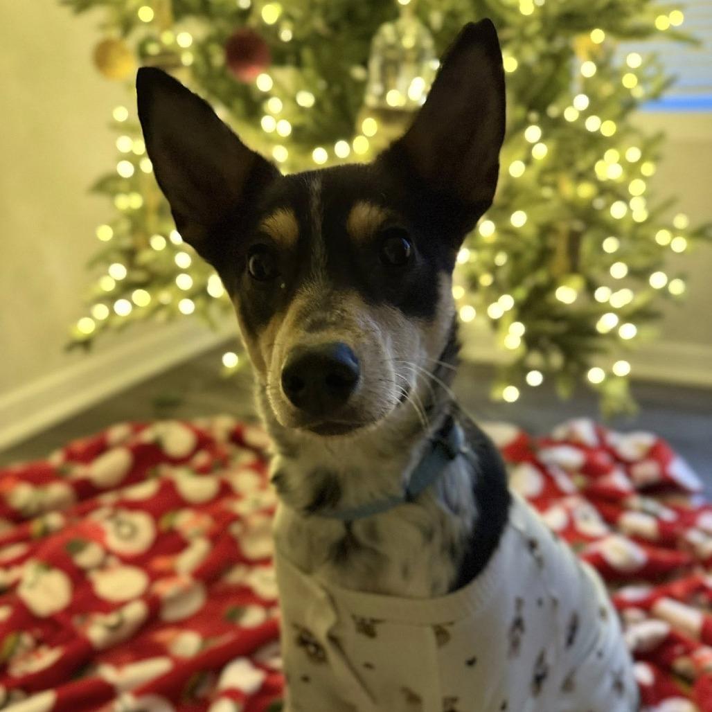 Rocky, a Adoptable Mixed Breed in Boone, IA image 1/5