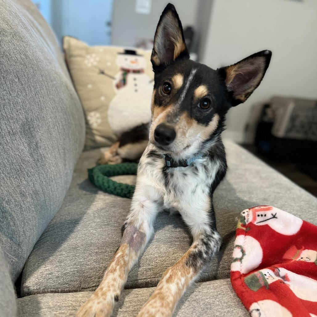 Rocky, a Adoptable Mixed Breed in Boone, IA image 2/5